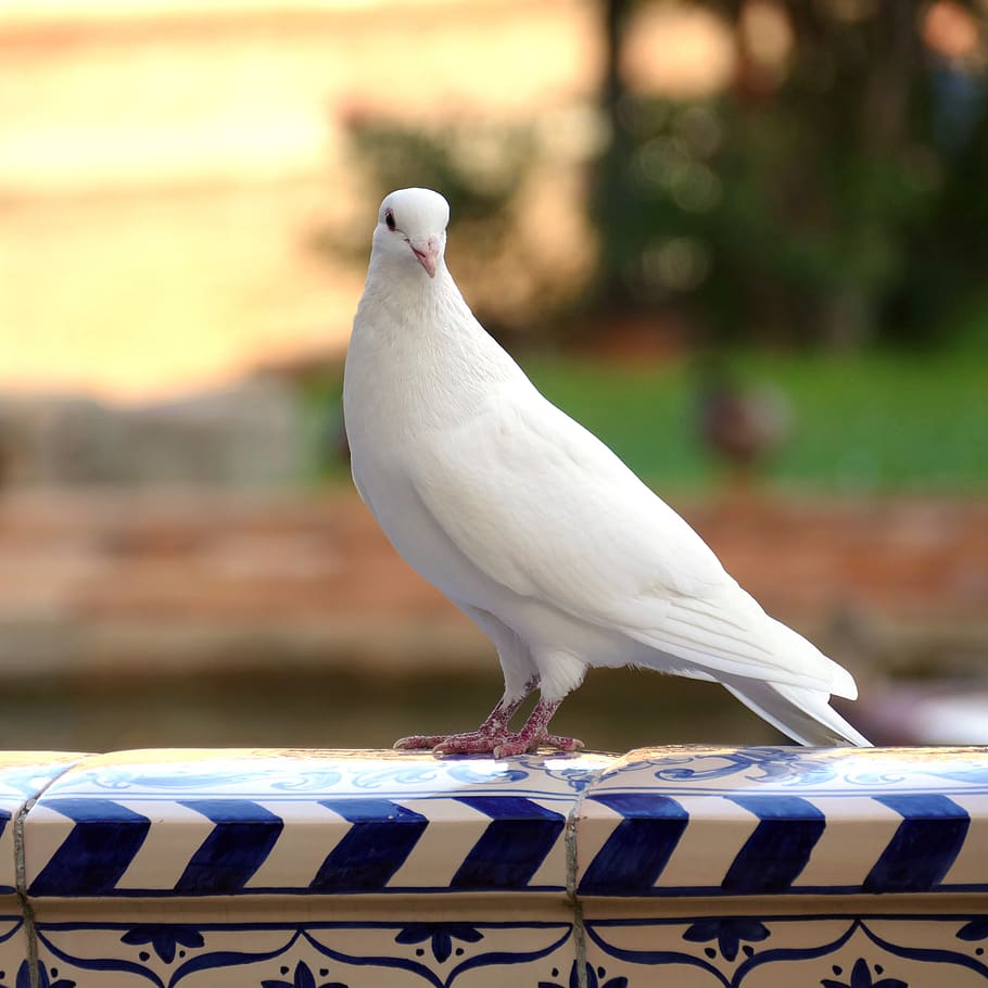 910x910 pigeon, bird, fauna, white, peace, symbol, fly, dom