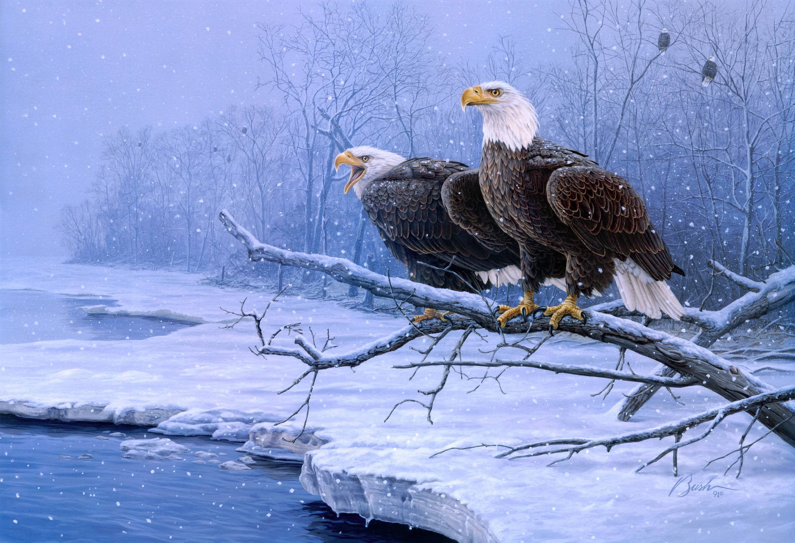 Bald Eagle Wallpapers - Top Free Bald Eagle Backgrounds - WallpaperAccess