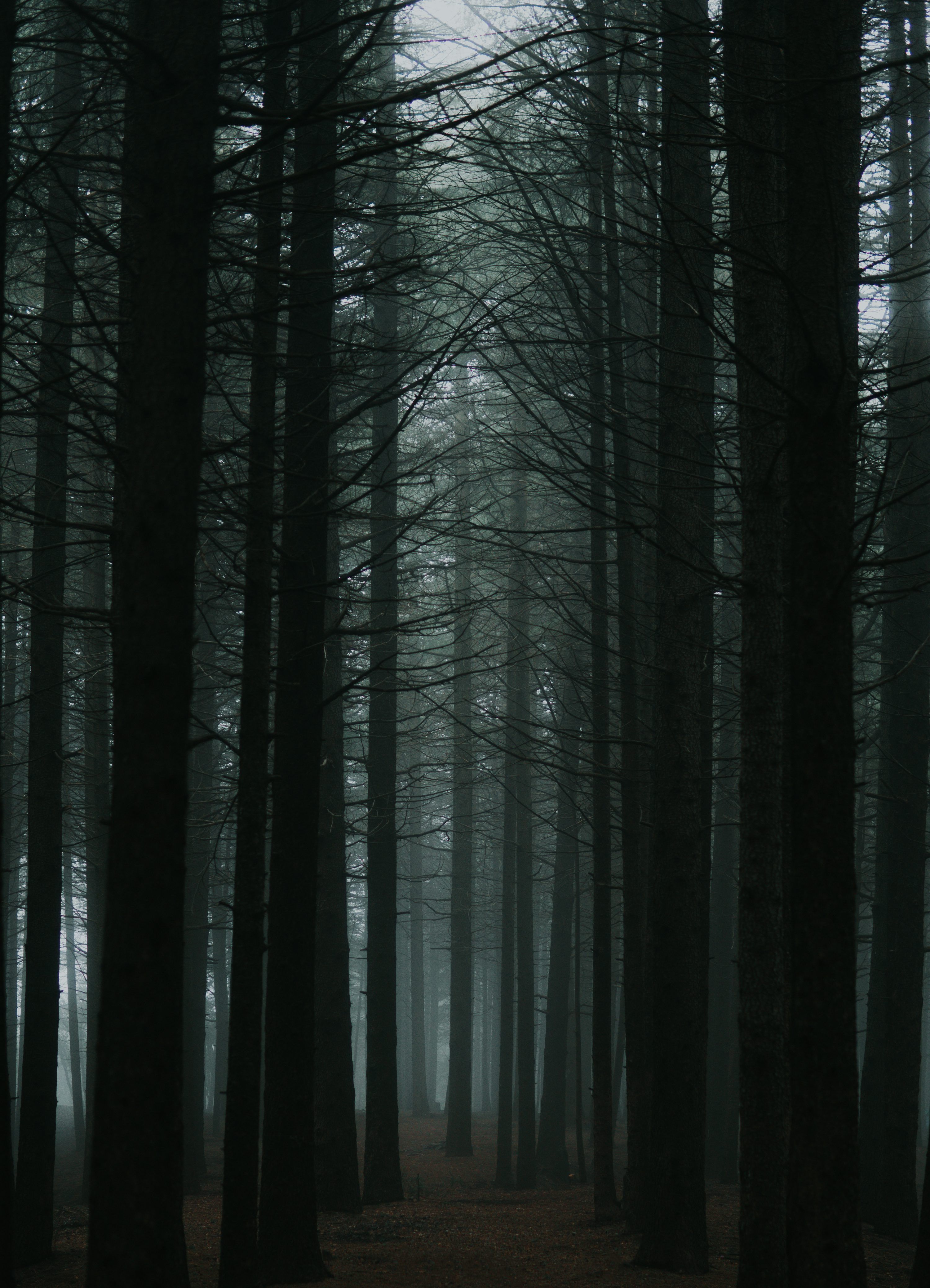 3000x4154 Dark Forest Picture [HD]. Download Free Image