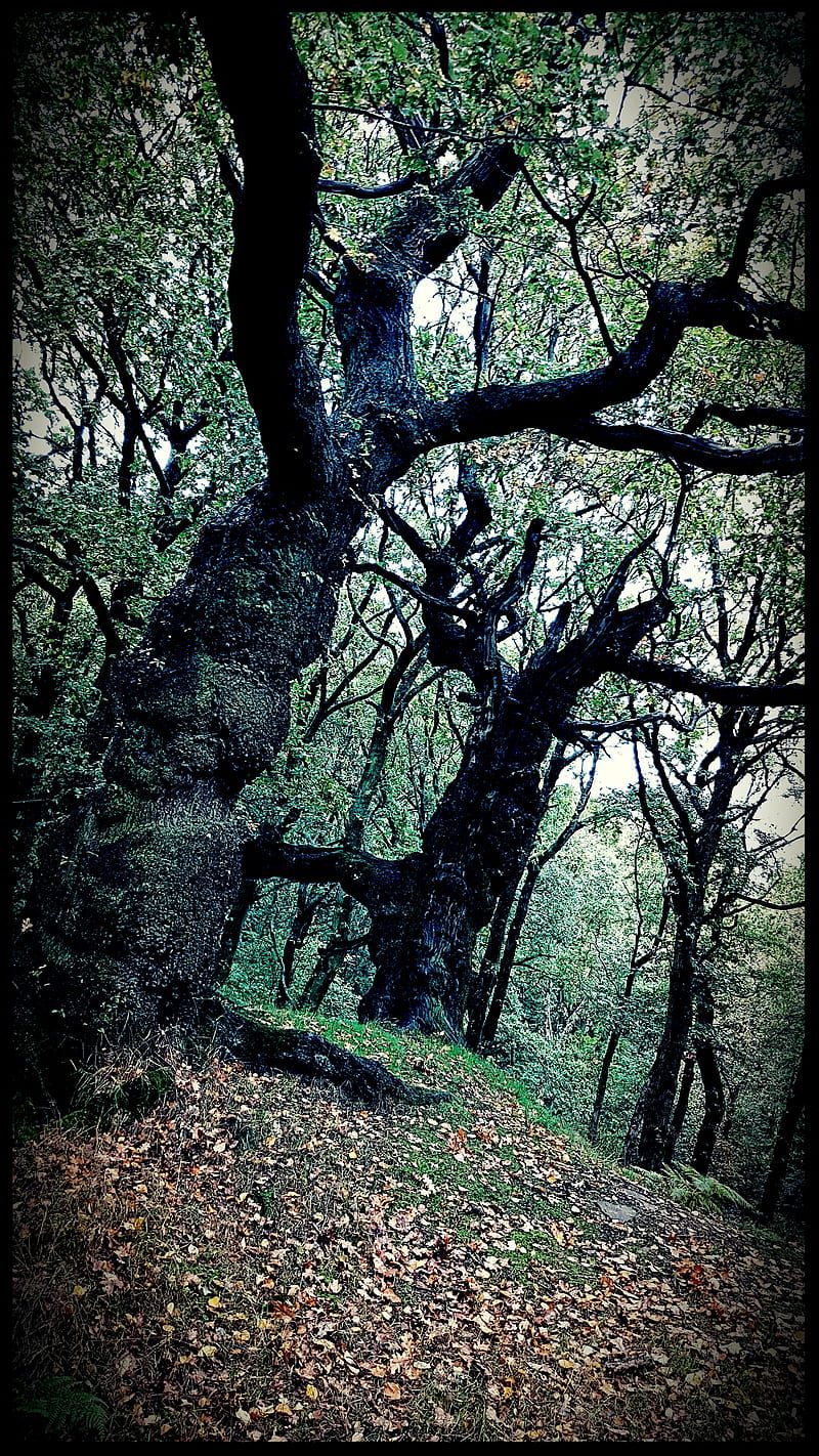 800x1422 Forbidden forest, forest, harry potter, trees, HD phone wallpaper