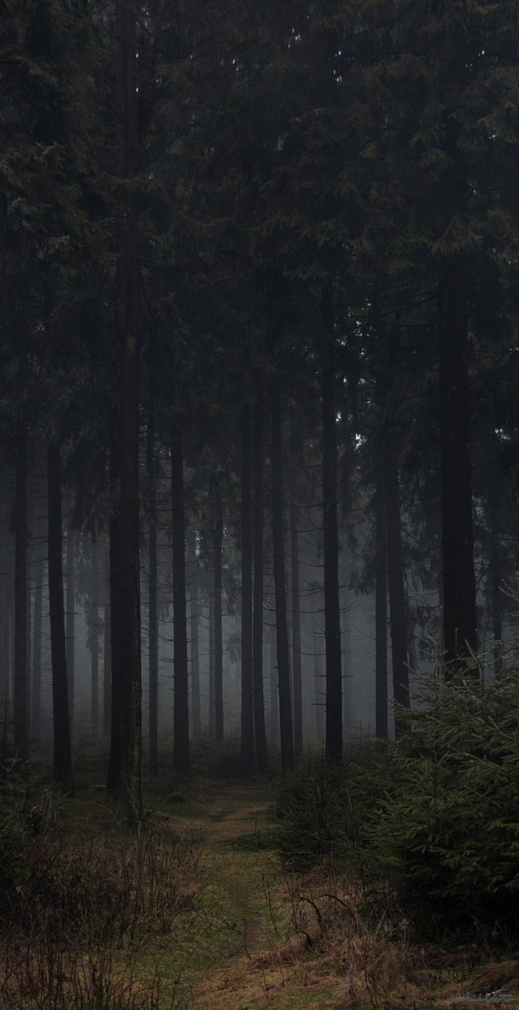 736x1431 Forbidden Forest