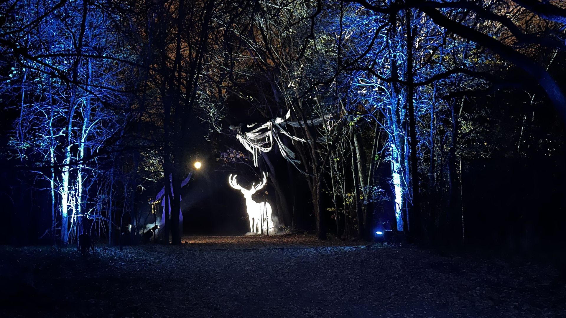 1920x1080 Harry Potter Forbidden Forest Experience in Little Elm