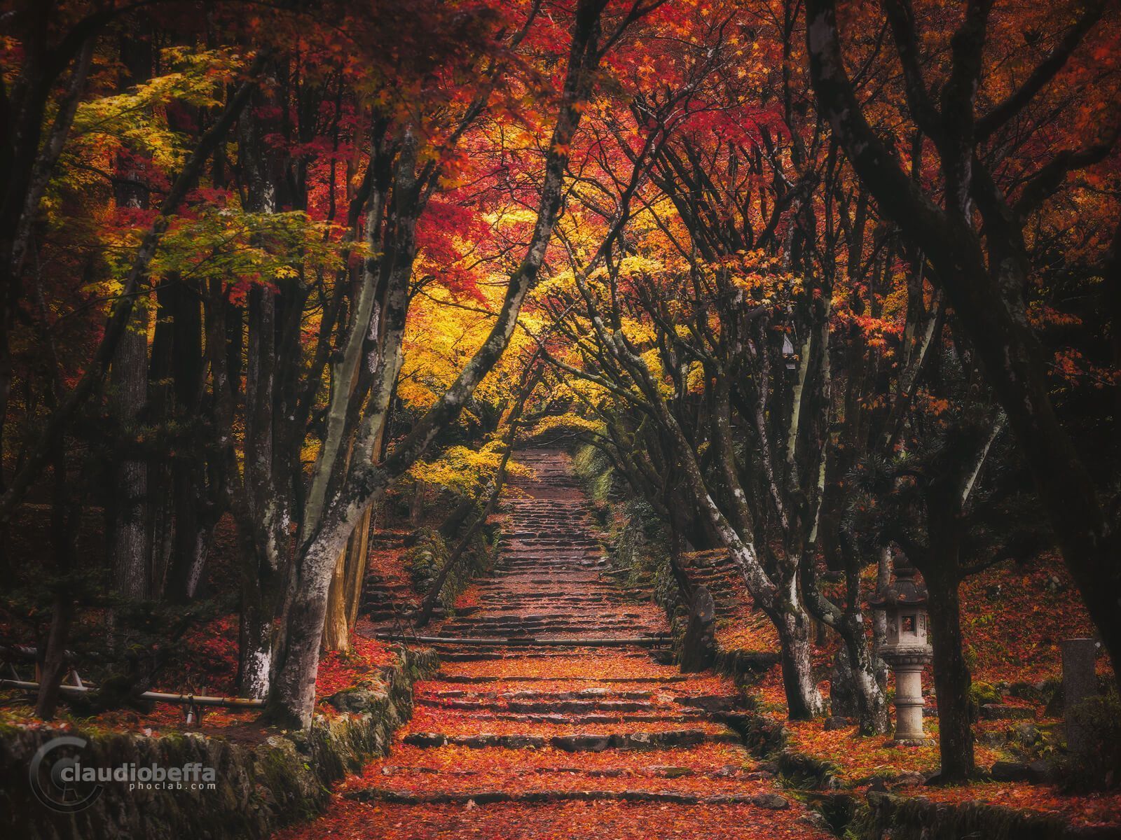 1600x1200 Path to the forbidden forest sacred places of Japan