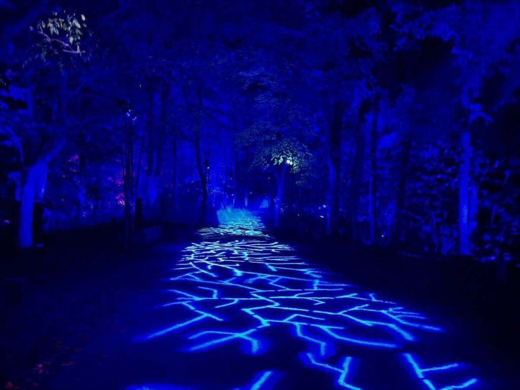 1024x768 A Magical Harry Potter Forbidden Forest 2024 in Leesburg VA