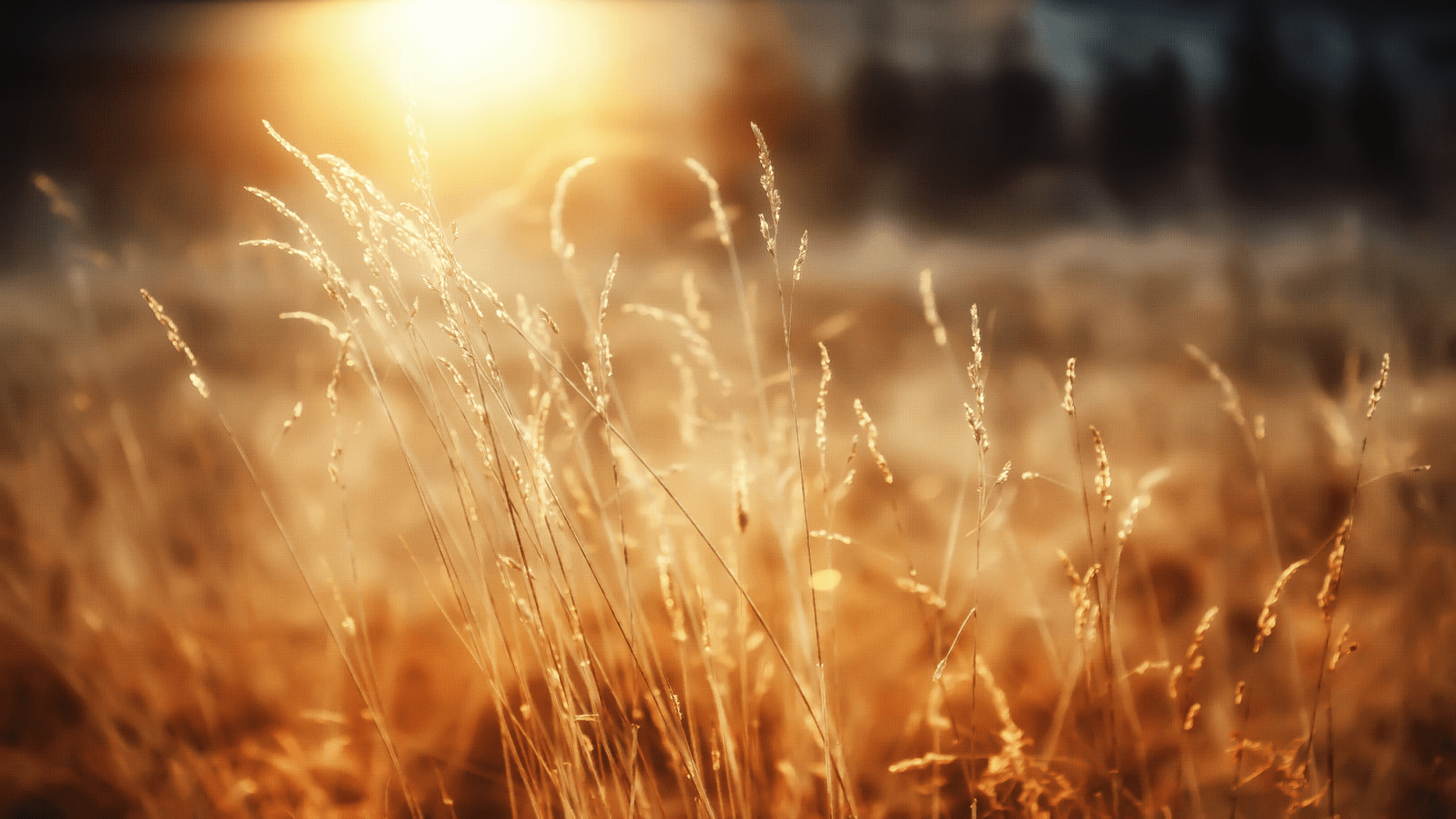 Sunlight Wallpapers - Top Free Sunlight Backgrounds - WallpaperAccess