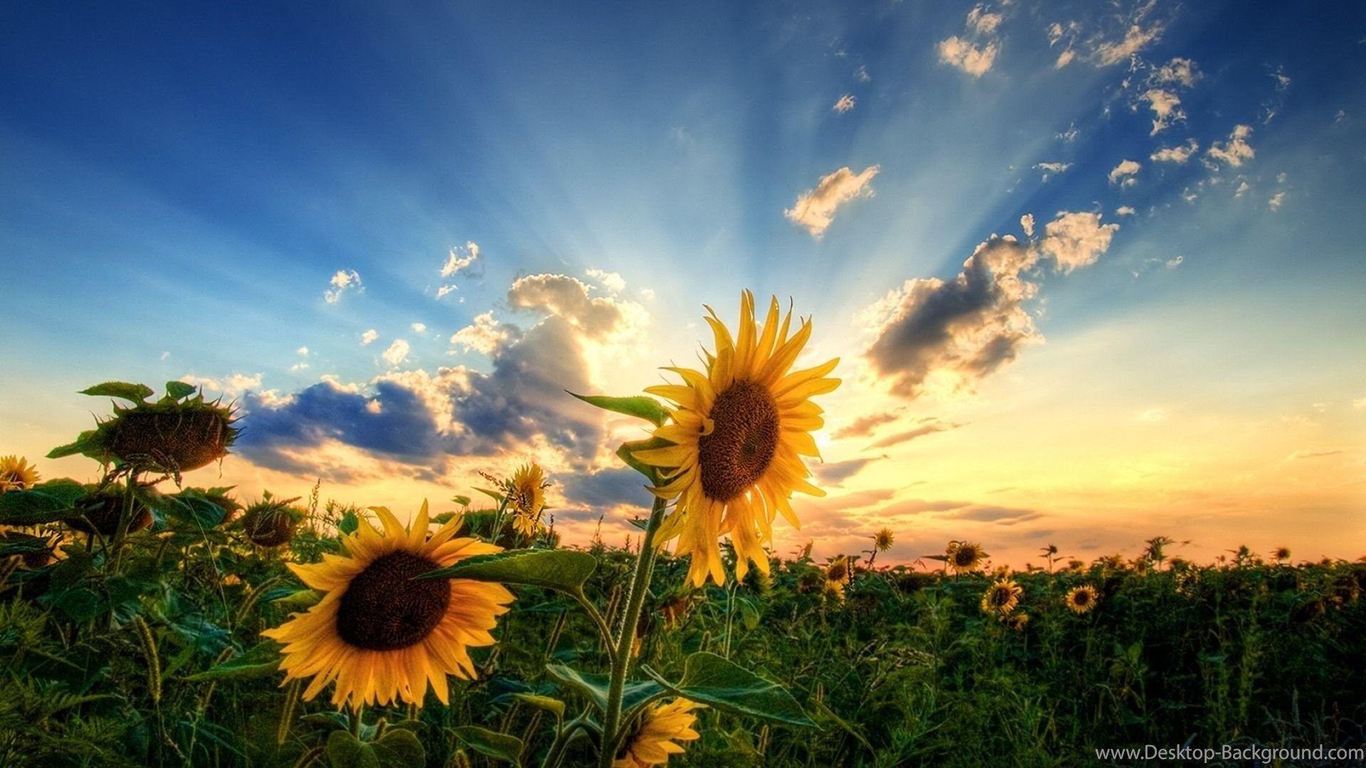 1920x1080 Beautiful Nature Wallpaper With Quotes For Facebook