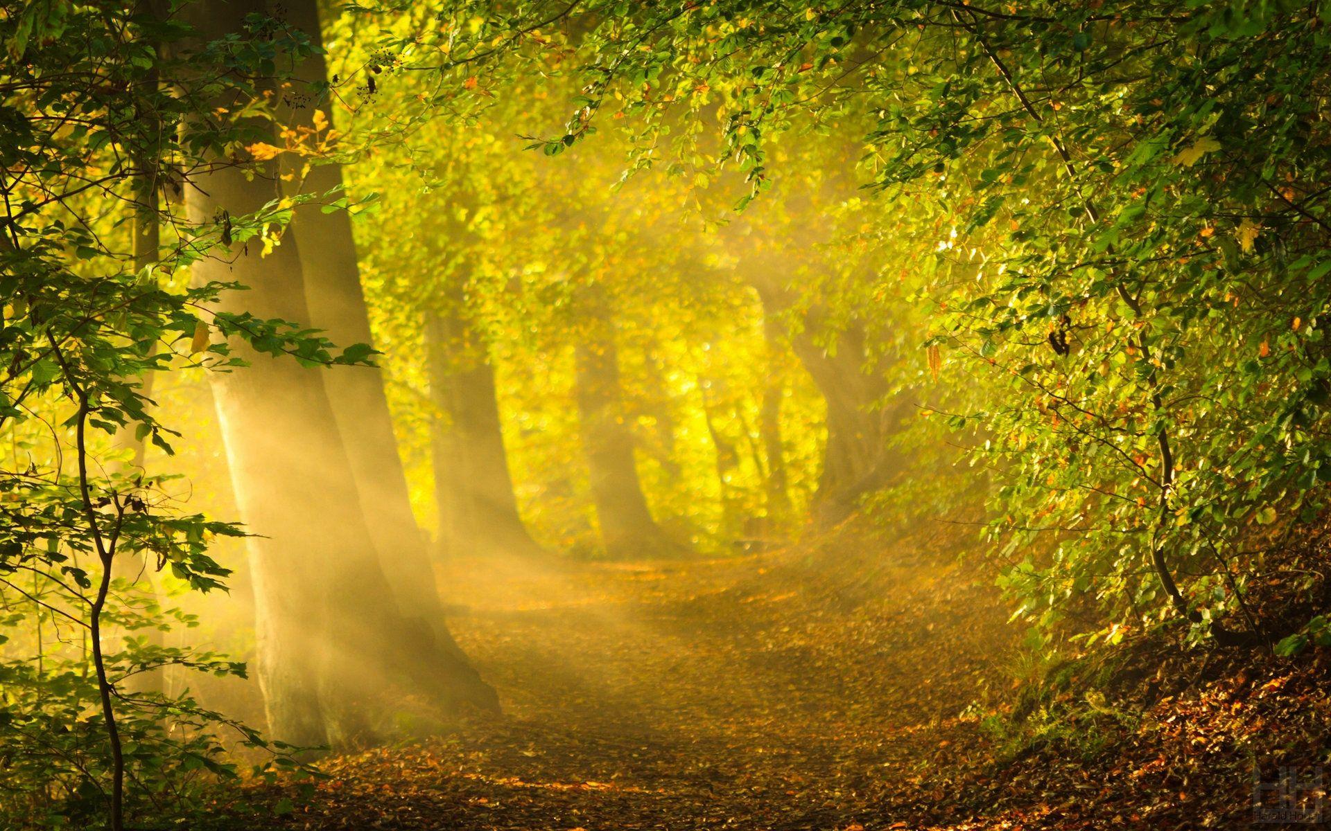 1920x1200 Morning Sunlight Wallpaper Forest Background Free