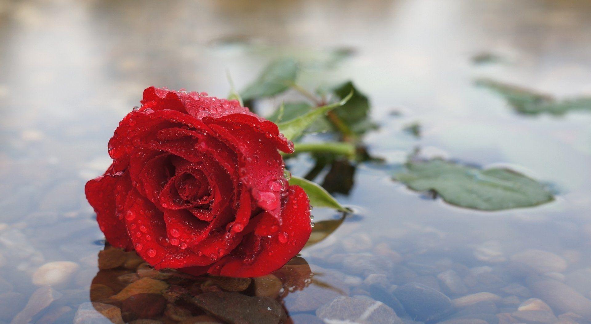 Rain Rose Wallpapers Top Free Rain Rose Backgrounds WallpaperAccess