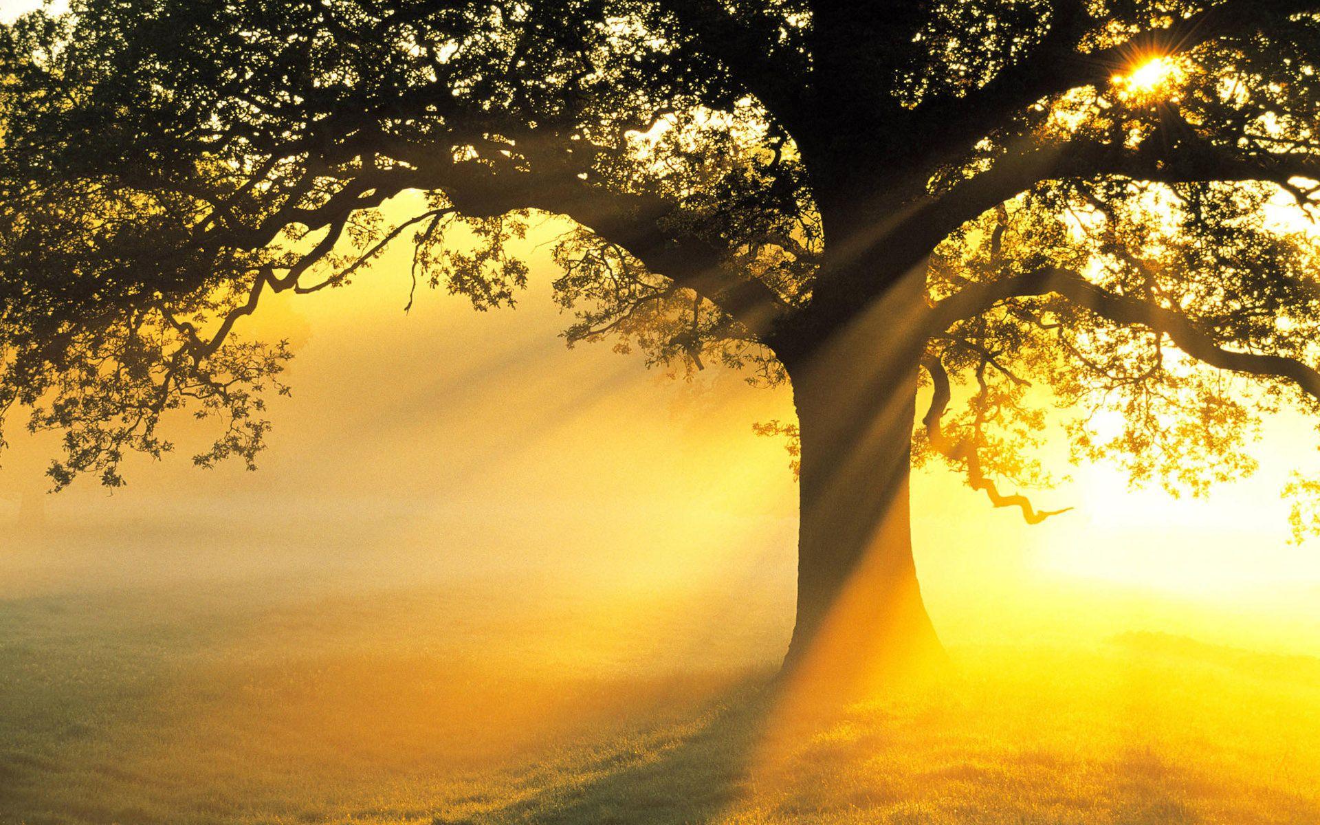 Sun Rays Wallpapers - Top Free Sun Rays Backgrounds - WallpaperAccess