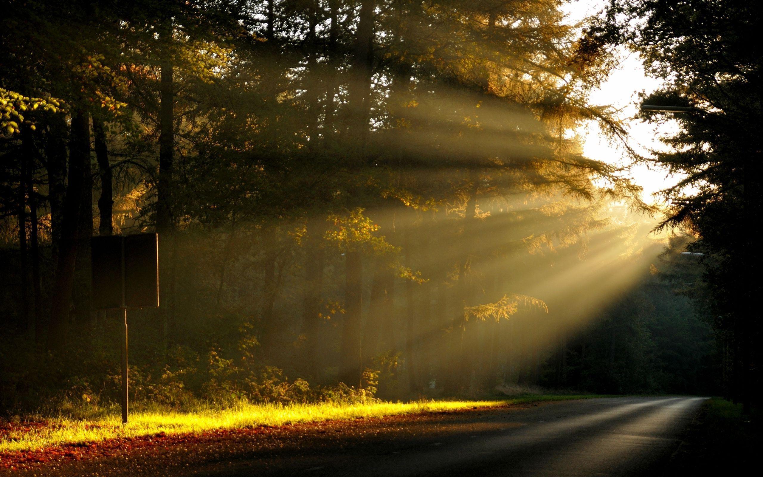 2560x1600 Morning sun rays in the forest Wallpaper. Forest wallpaper