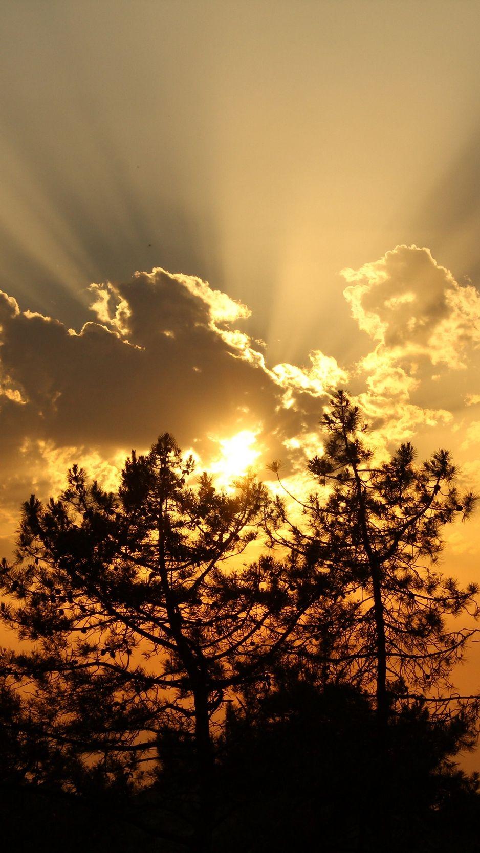 938x1668 Wallpaper Trees, Sunset, Clouds, Sun, Rays Clouds Trees