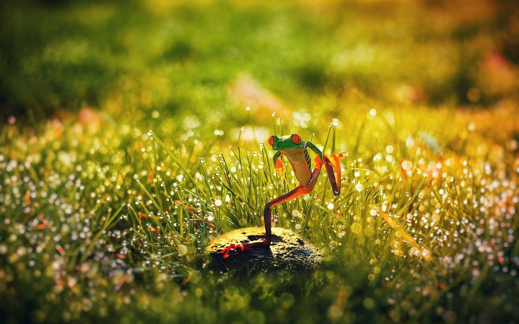 1680x1050 Crazy Frog Rock Grass Morning Dew wallpaperx1050