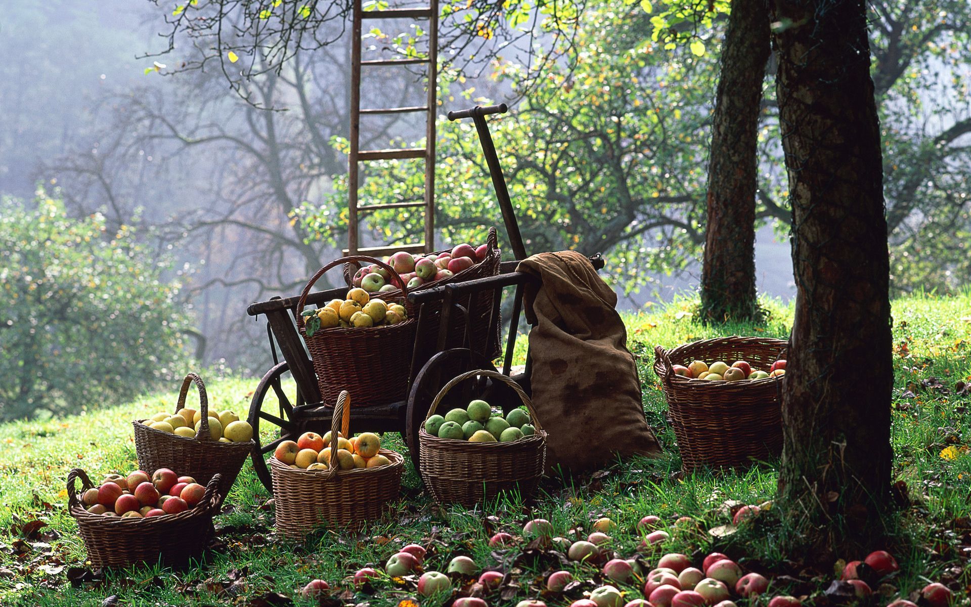 1920x1200 Harvest Bounty: Crisp Apples in a Serene Orchard HD Wallpaper