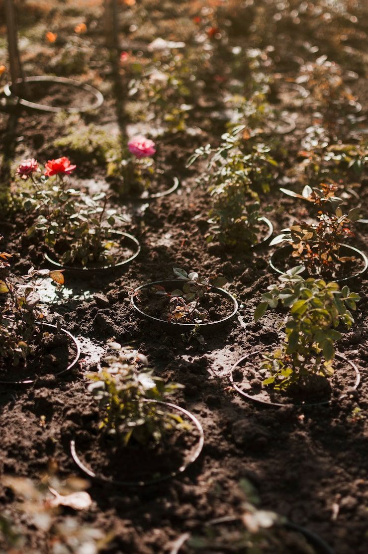 740x1114 Permaculture garden Image
