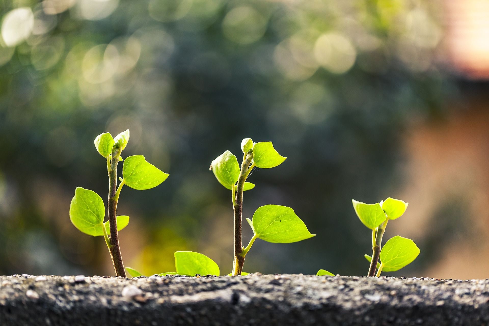 1920x1280 What is Permaculture?