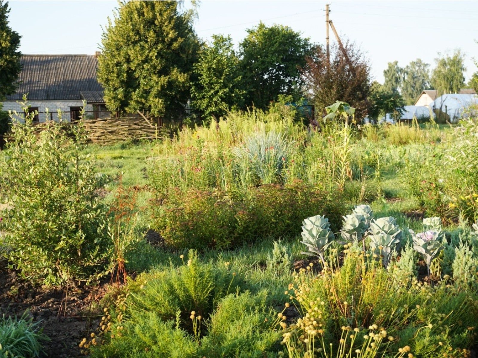 1600x1200 Learn Who Invented Permaculture. Gardening Know How