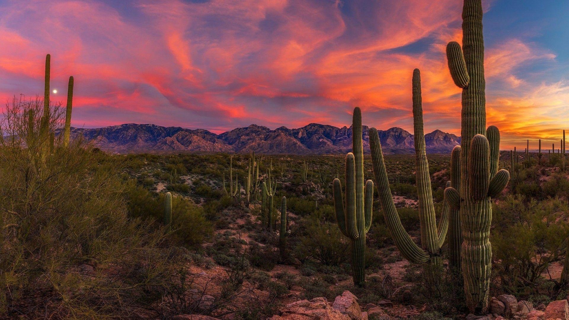 1920x1080 Cactus Wallpaper