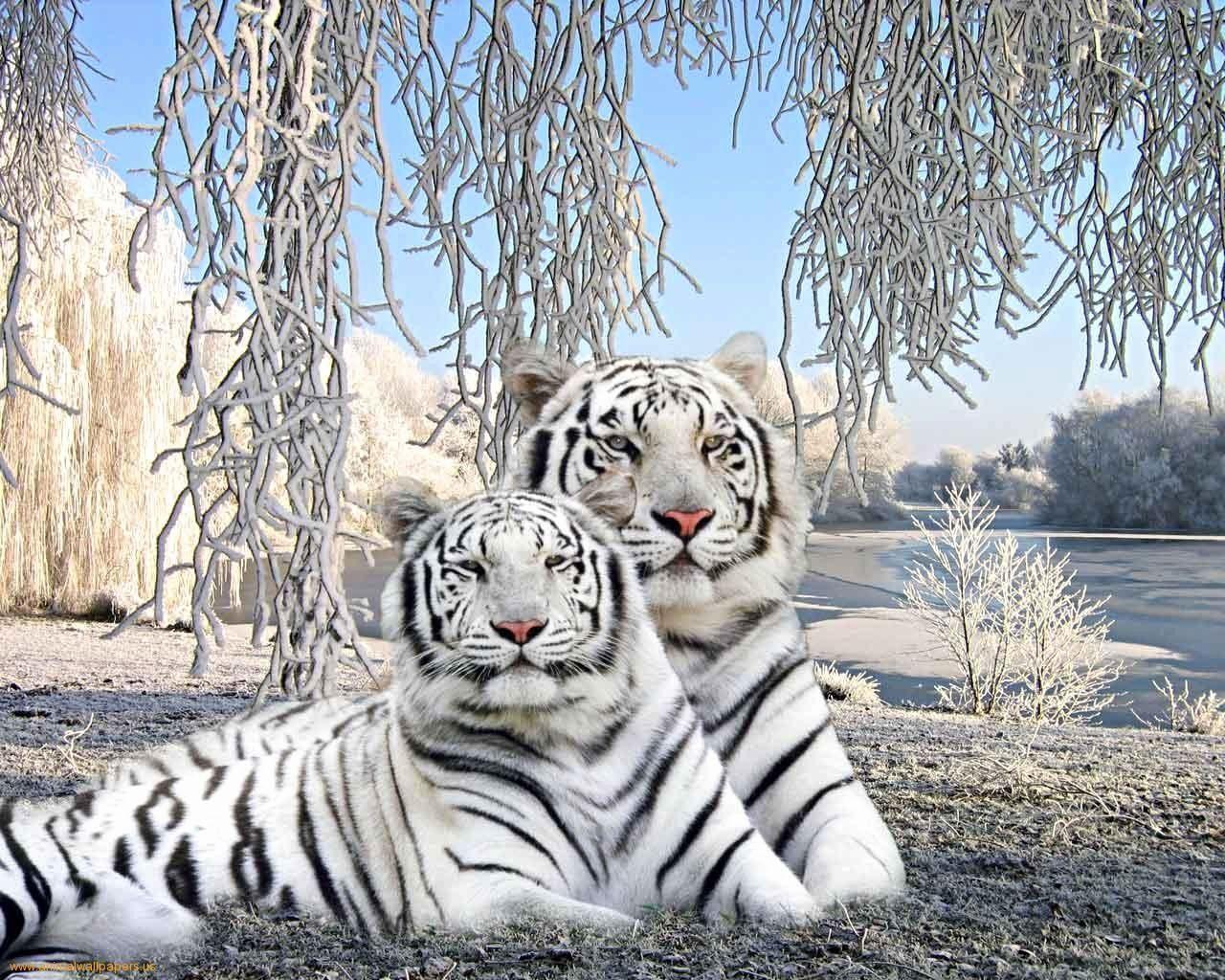 1280x1024 White Tiger Background Beautiful Baby .