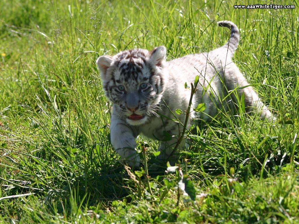 1024x768 Tiger Wallpaper: Baby White Tiger Wallpaper