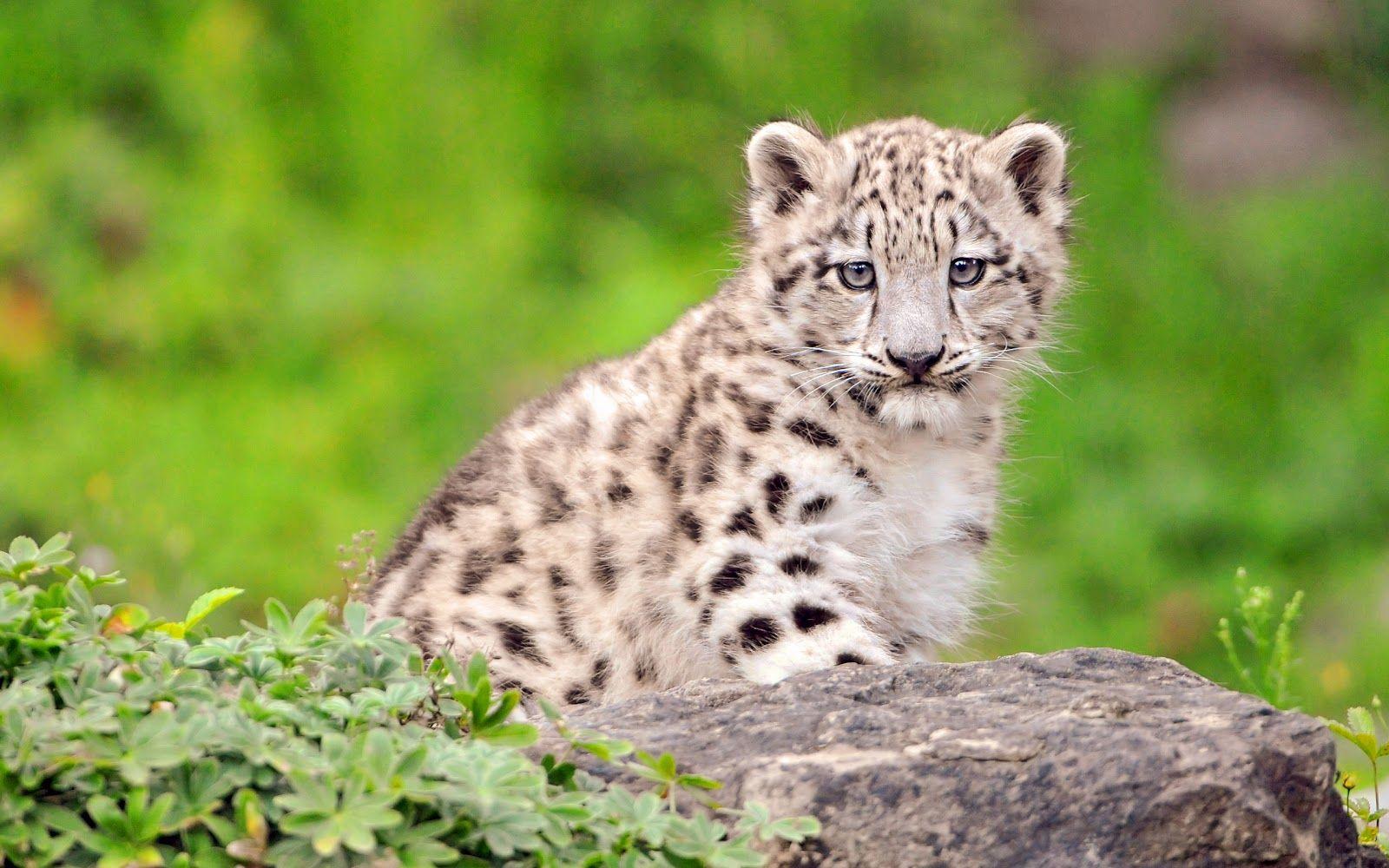 1600x1000 Baby White Tiger Wallpaper 25675 1600x1000px