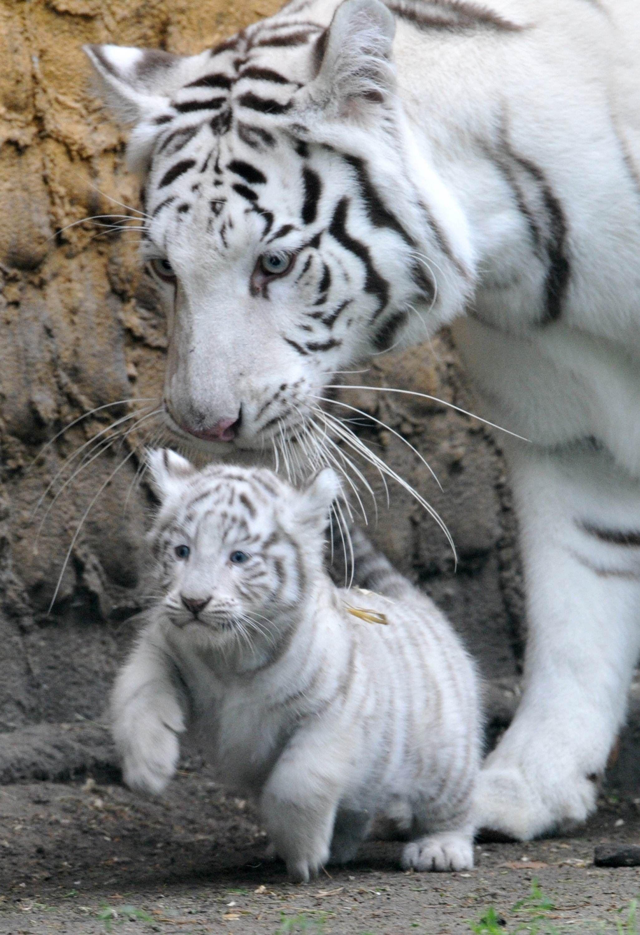 2052x3000 Cute Tiger Wallpaper