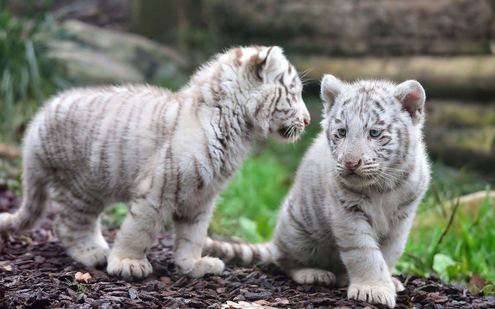 Baby White Tiger Wallpapers - Top Free Baby White Tiger Backgrounds ...