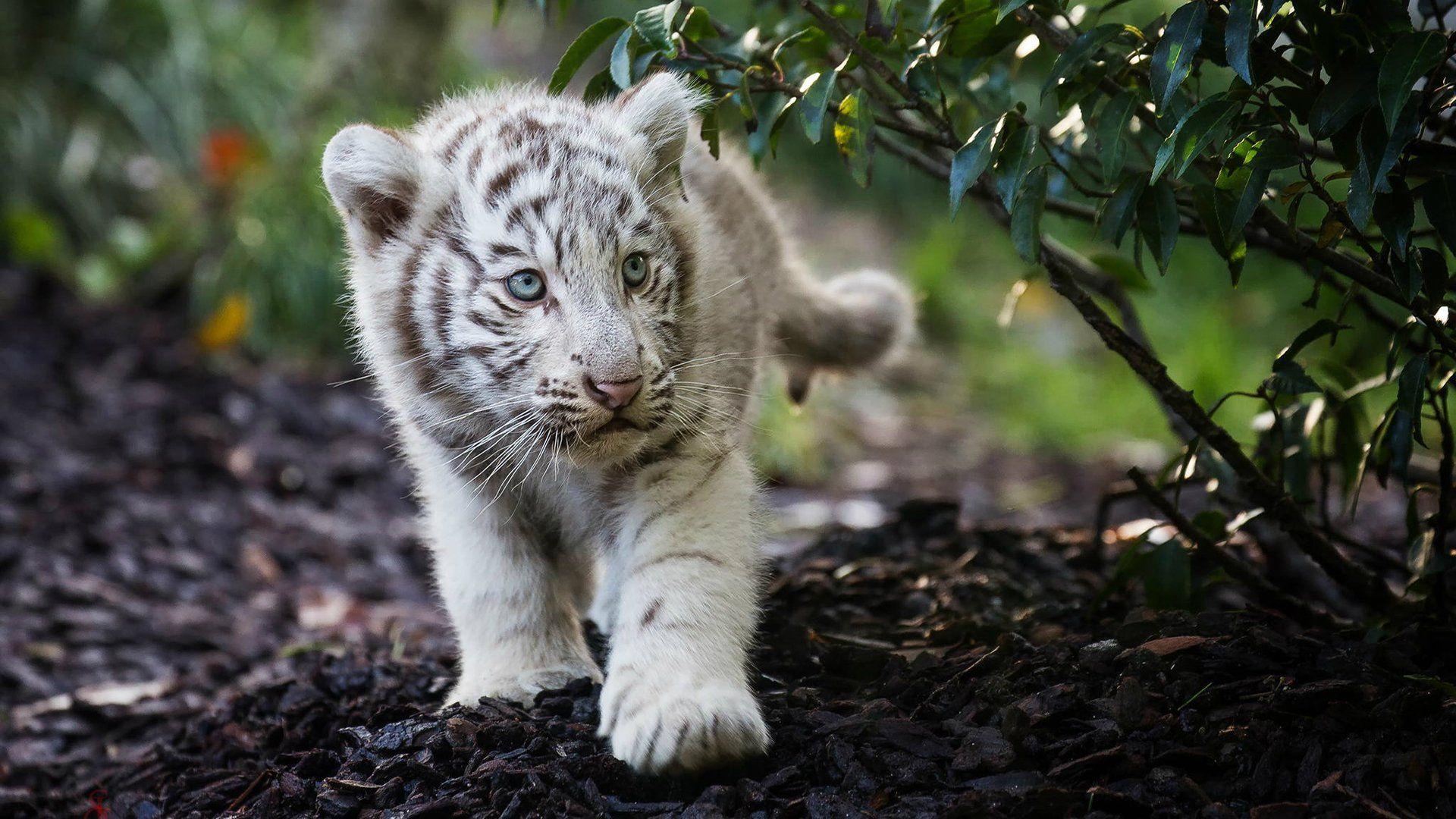1920x1080 White Tiger HD Wallpaper
