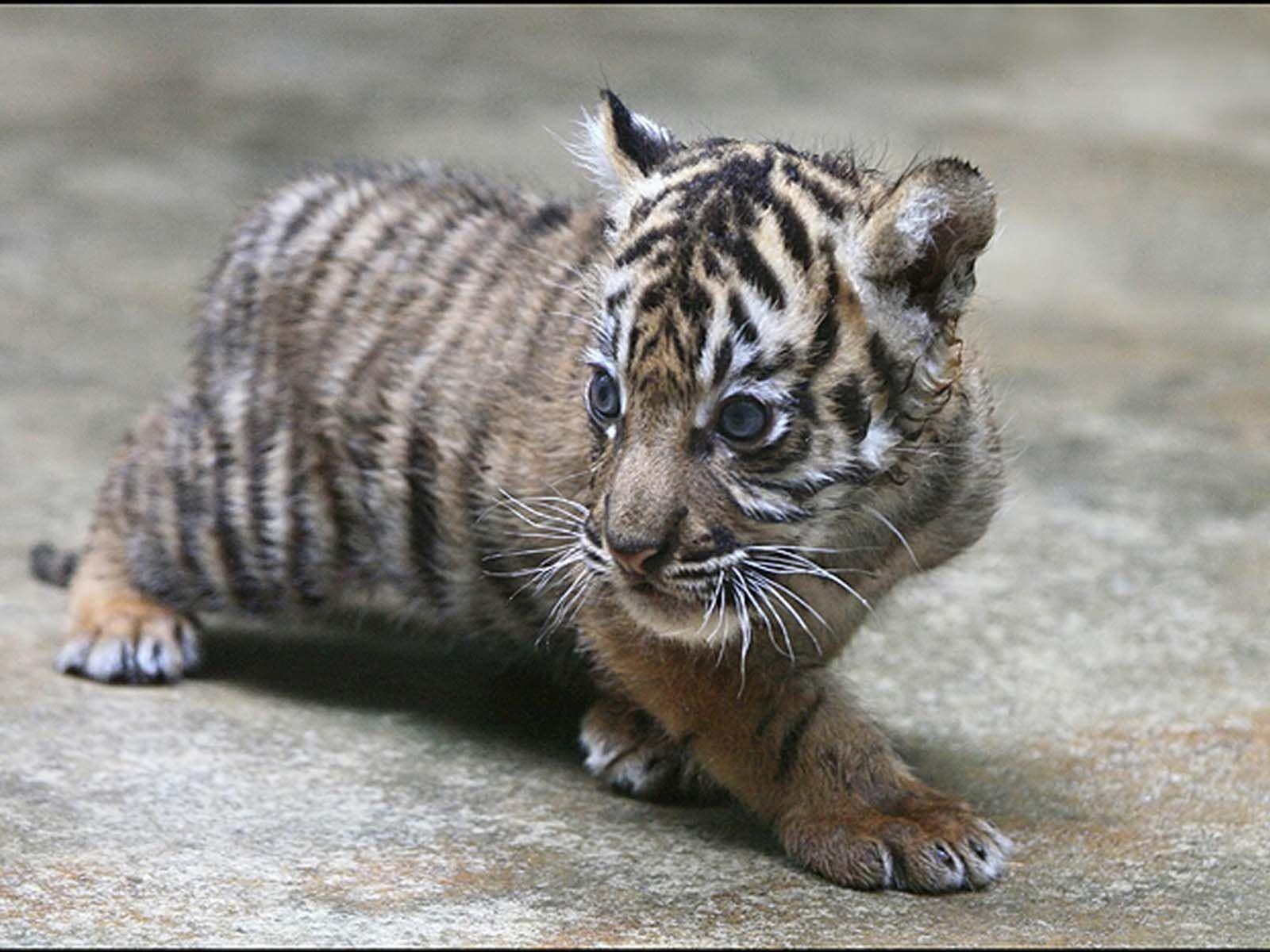 1600x1200 Baby White Tiger Wallpaper