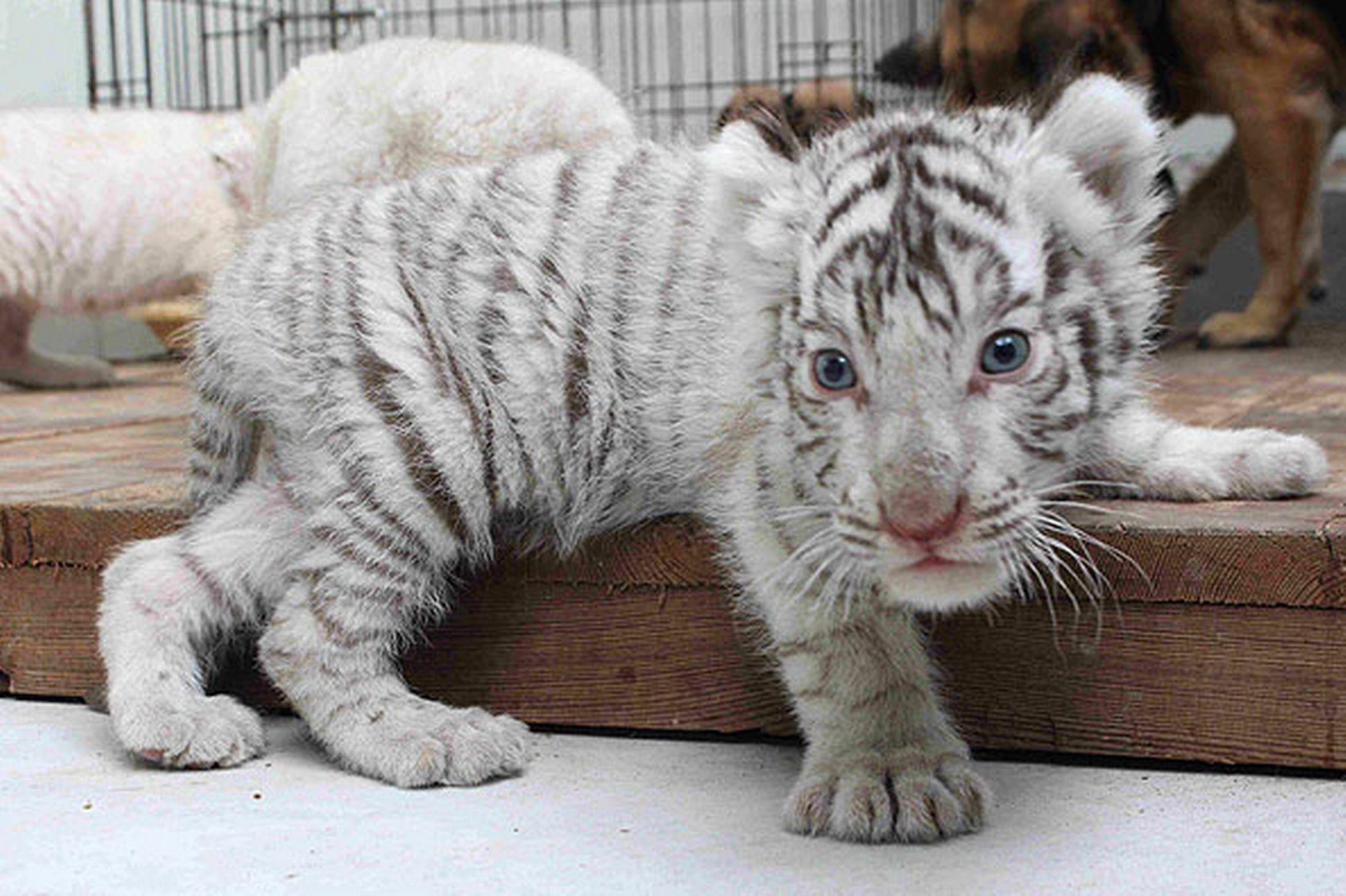 2197x1463 White Tiger Baby Baby White Tiger Wallpaper