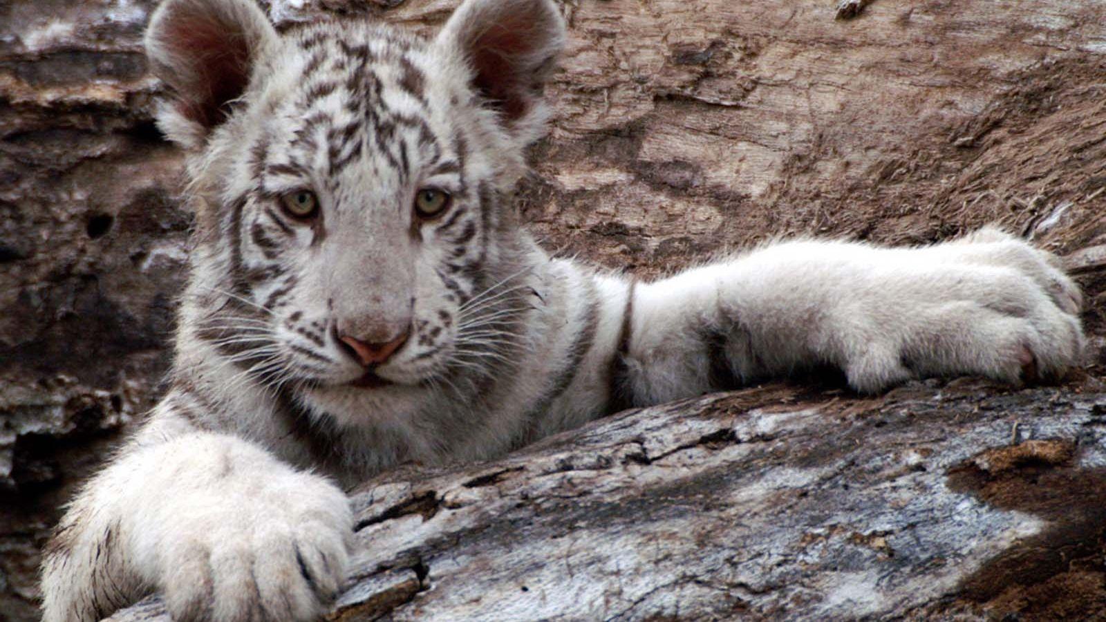 1600x900 Free download White Baby Tiger Baby white tigers wallpaper