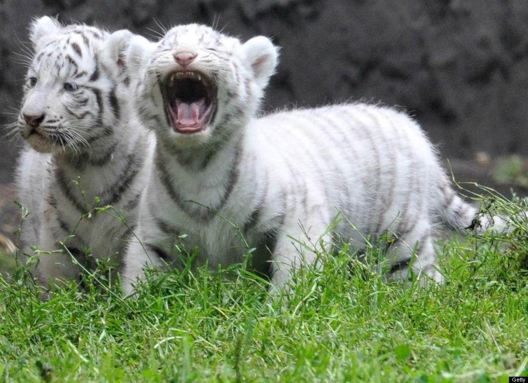 1080x785 Baby White Tiger Wallpaper
