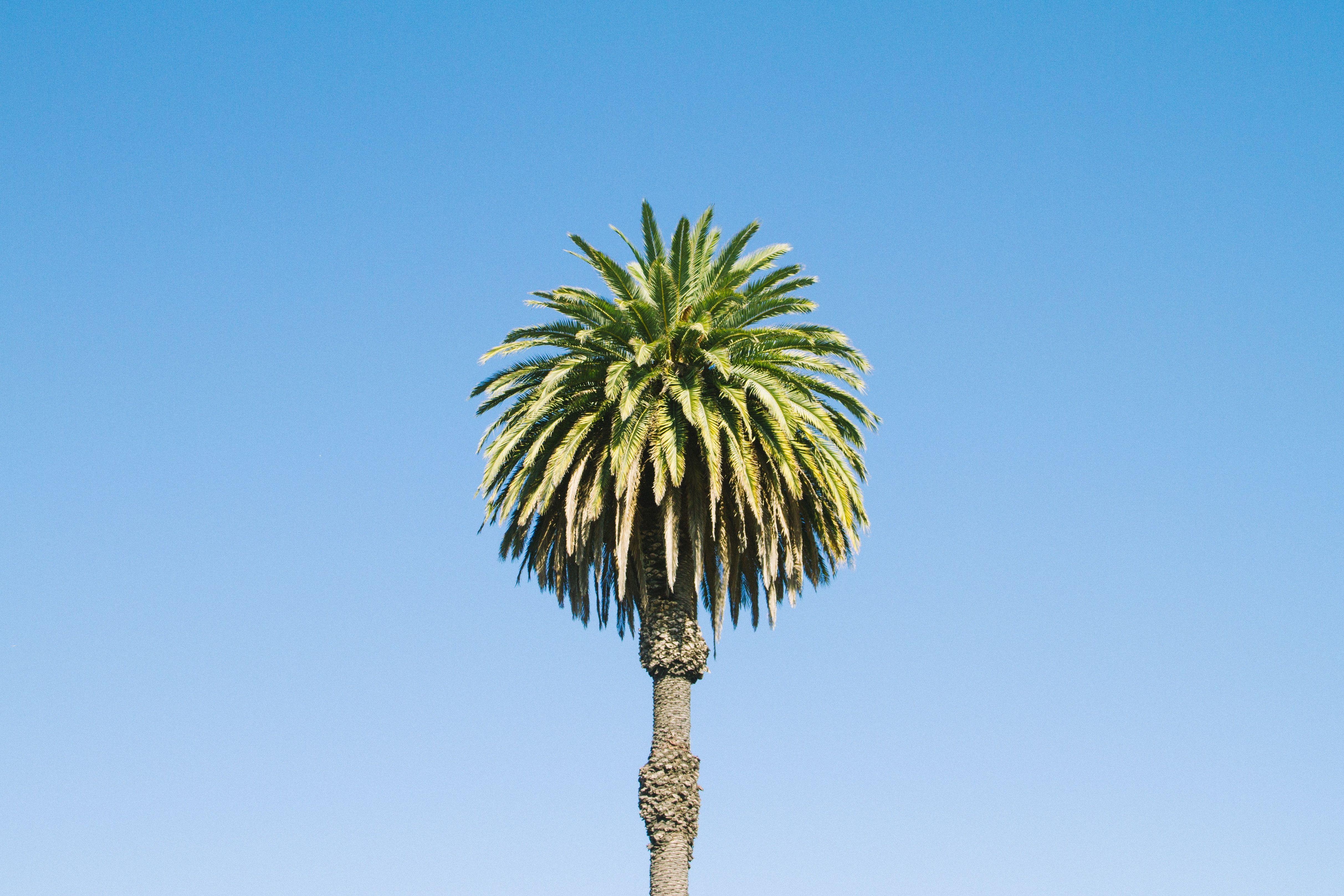 4851x3234 4851x3234 #tropic, #exotic, #holiday, #background, #blue