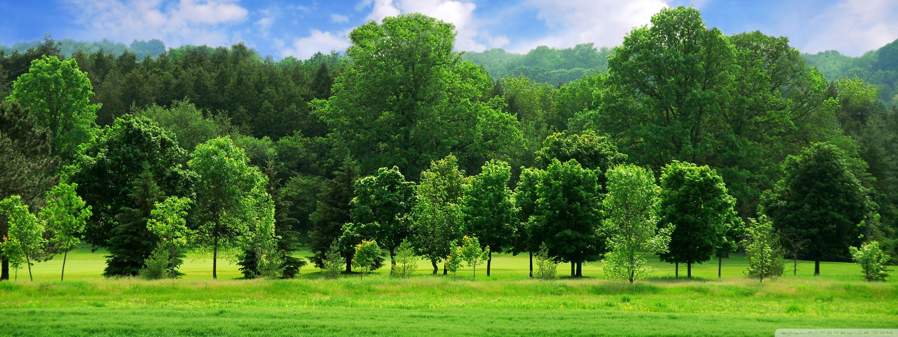 Панорамные фото леса. Панорама деревья. Лес панорама. Панорама леса. Задний фон дерево.