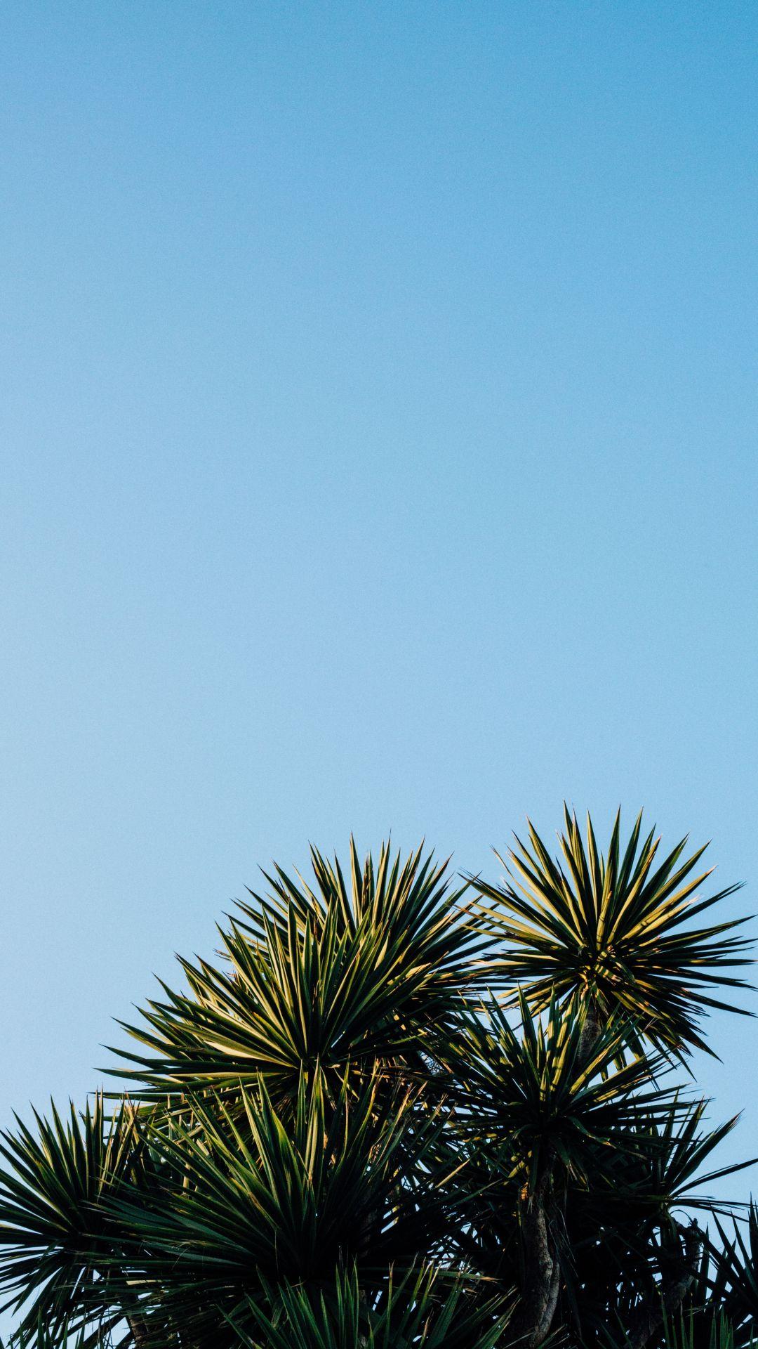 1080x1920 Tropical, Palm iPhone Wallpaper Vibes Wallpaper HD