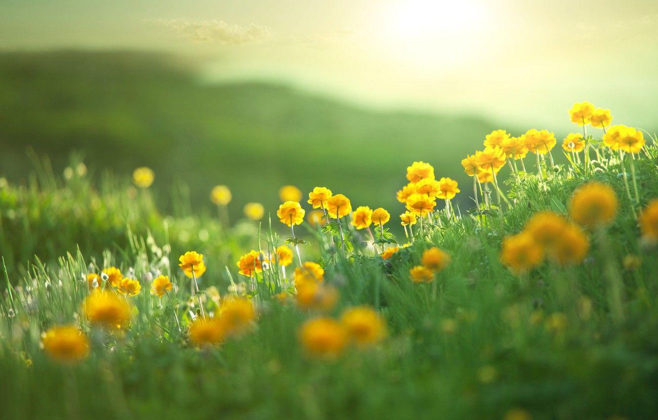 Summer Flowers Nature Wallpapers - Top Free Summer Flowers Nature ...