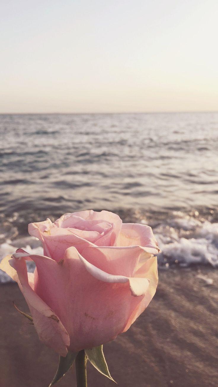 736x1308 If I was a rose, maybe you'd want me. But I'm a sunflower