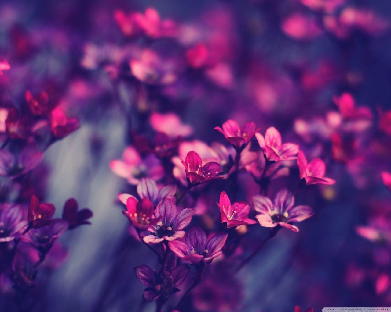 1280x1024 Purple Wildflowers Ultra HD Desktop Background Wallpaper for 4K