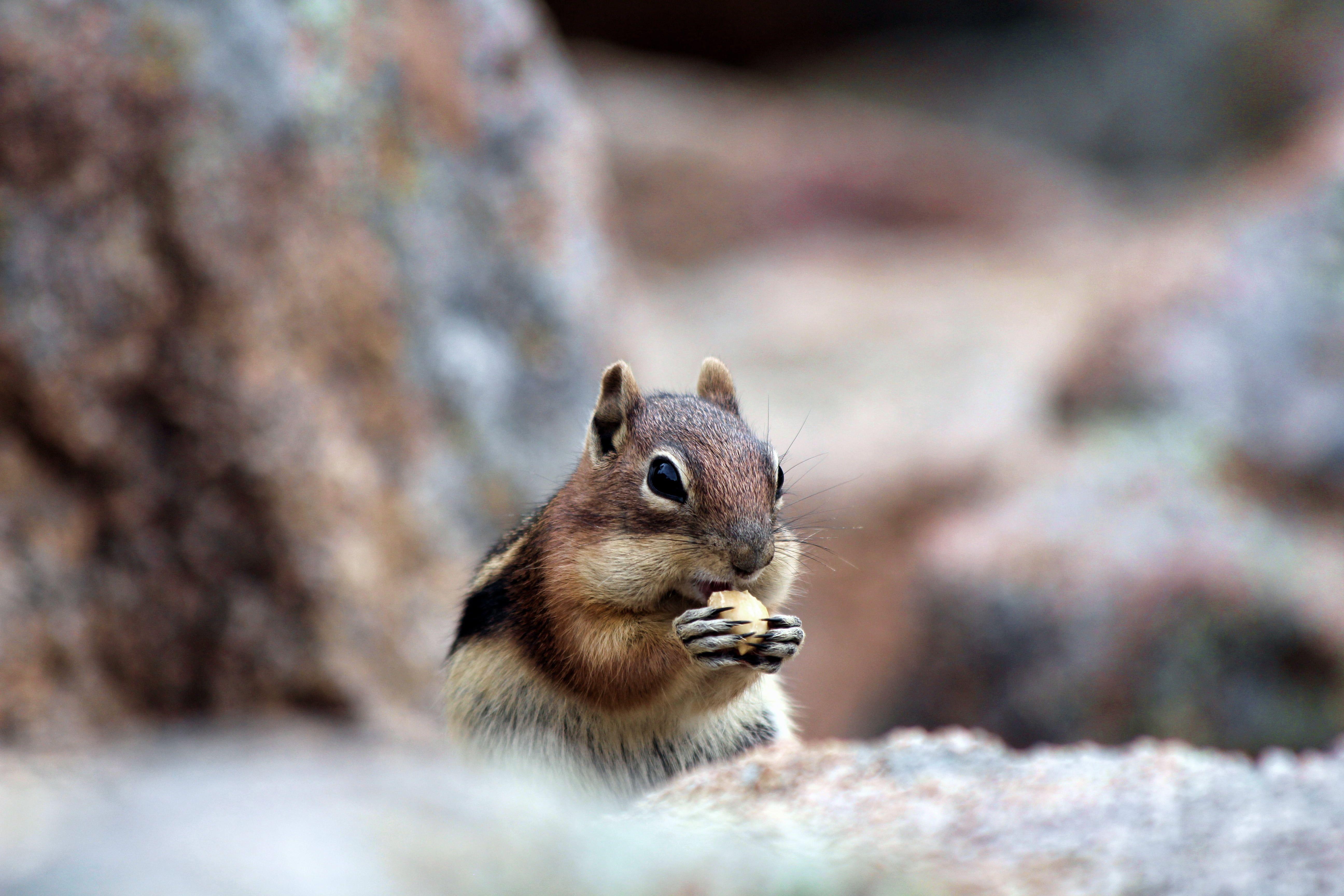 5184x3456 Brown squirrel holding a food photo, estes park, colorado HD