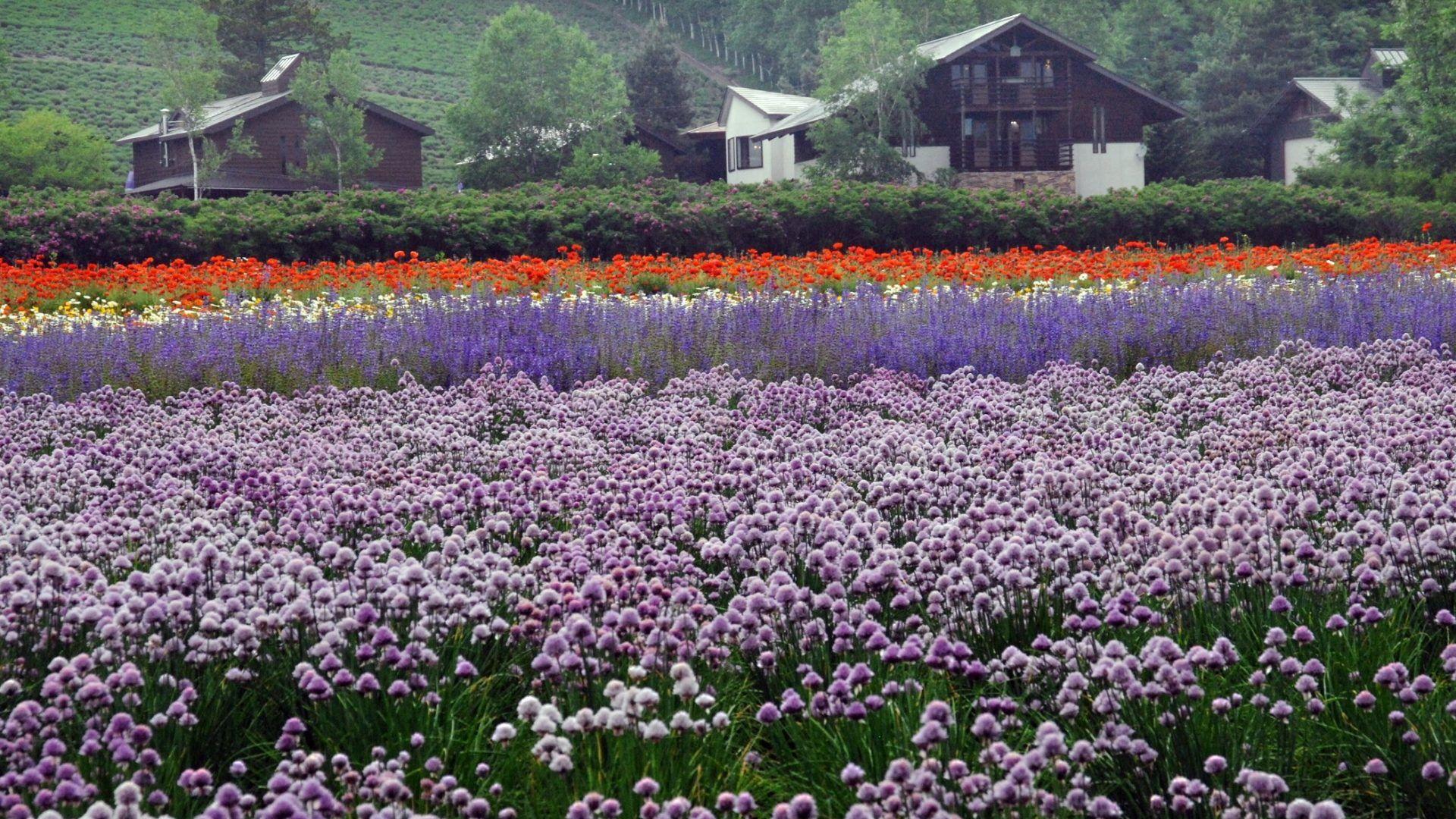 1920x1080 Japan Tag wallpaper: Landscape Japan Hokkaido Tulip Fields