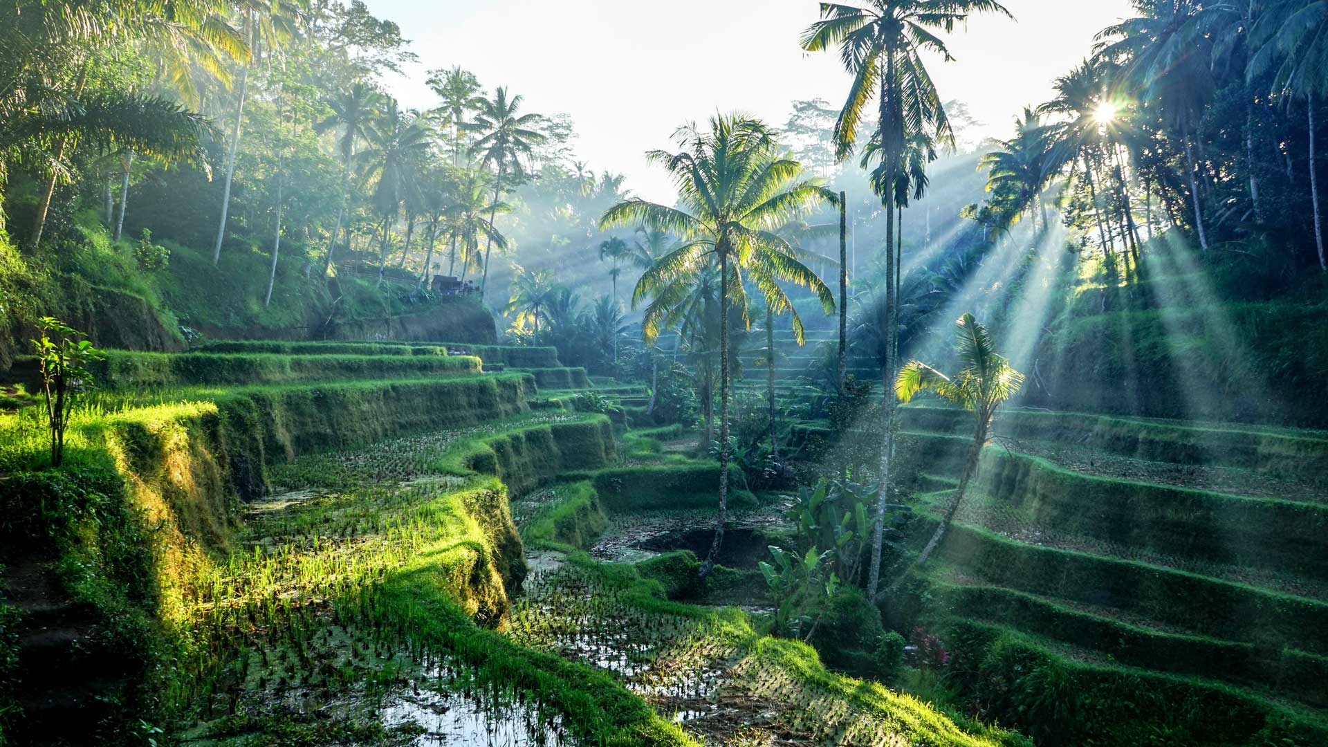 Ubud Bali Wallpapers Top Free Ubud Bali Backgrounds WallpaperAccess