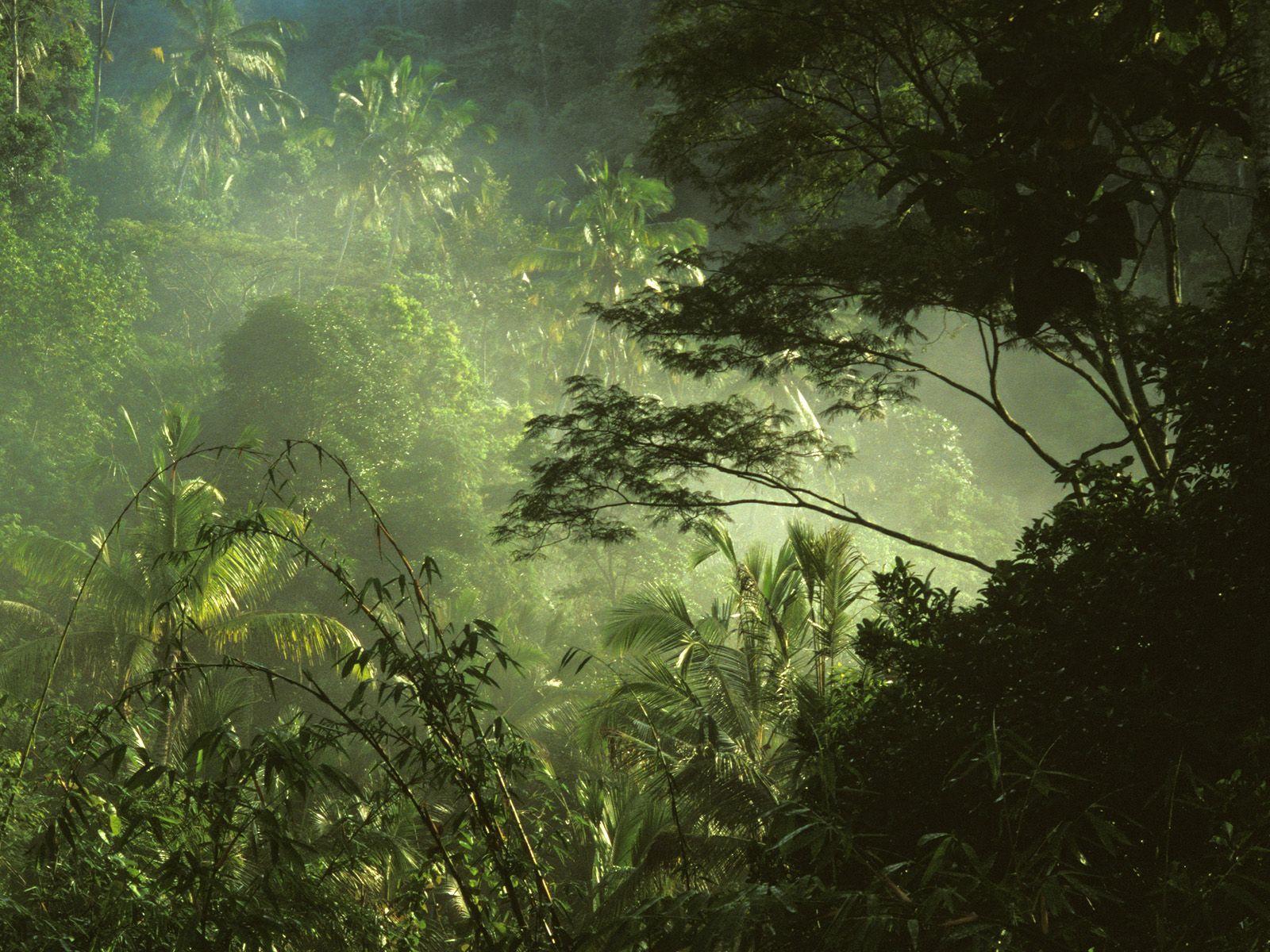 1600x1200 09 Tropical Rainforest_ Near Ubud_ Bali_ 1600×1200