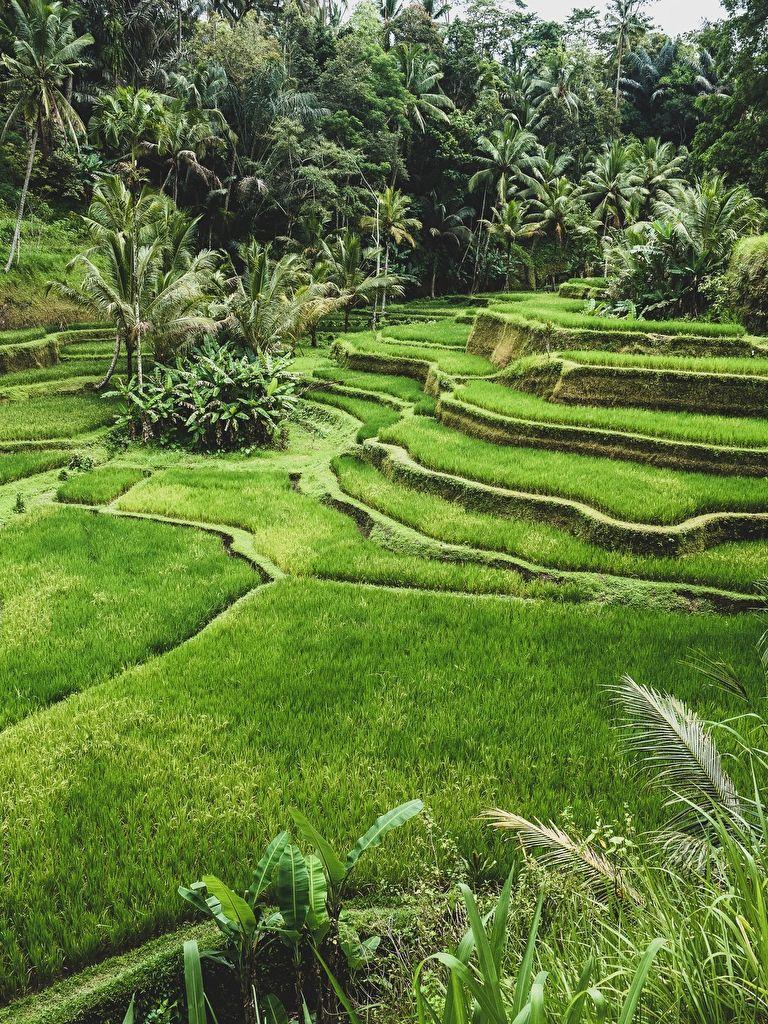 768x1024 Free download Wallpaper Indonesia Ubud Bali Nature Fields Tropics