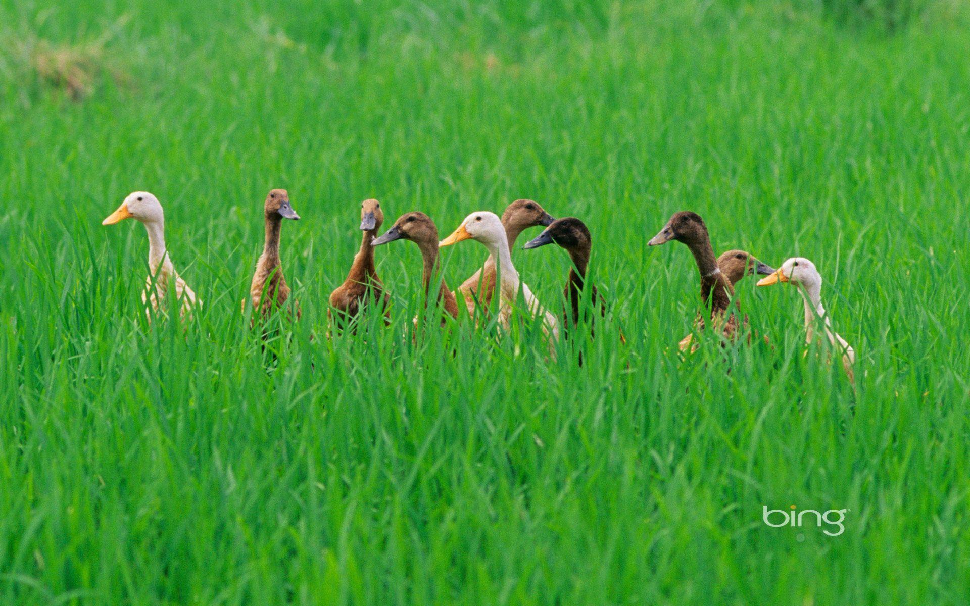 1920x1200 Ducks in a rice field near Ubud, Bali, Indonesia Wallpaper