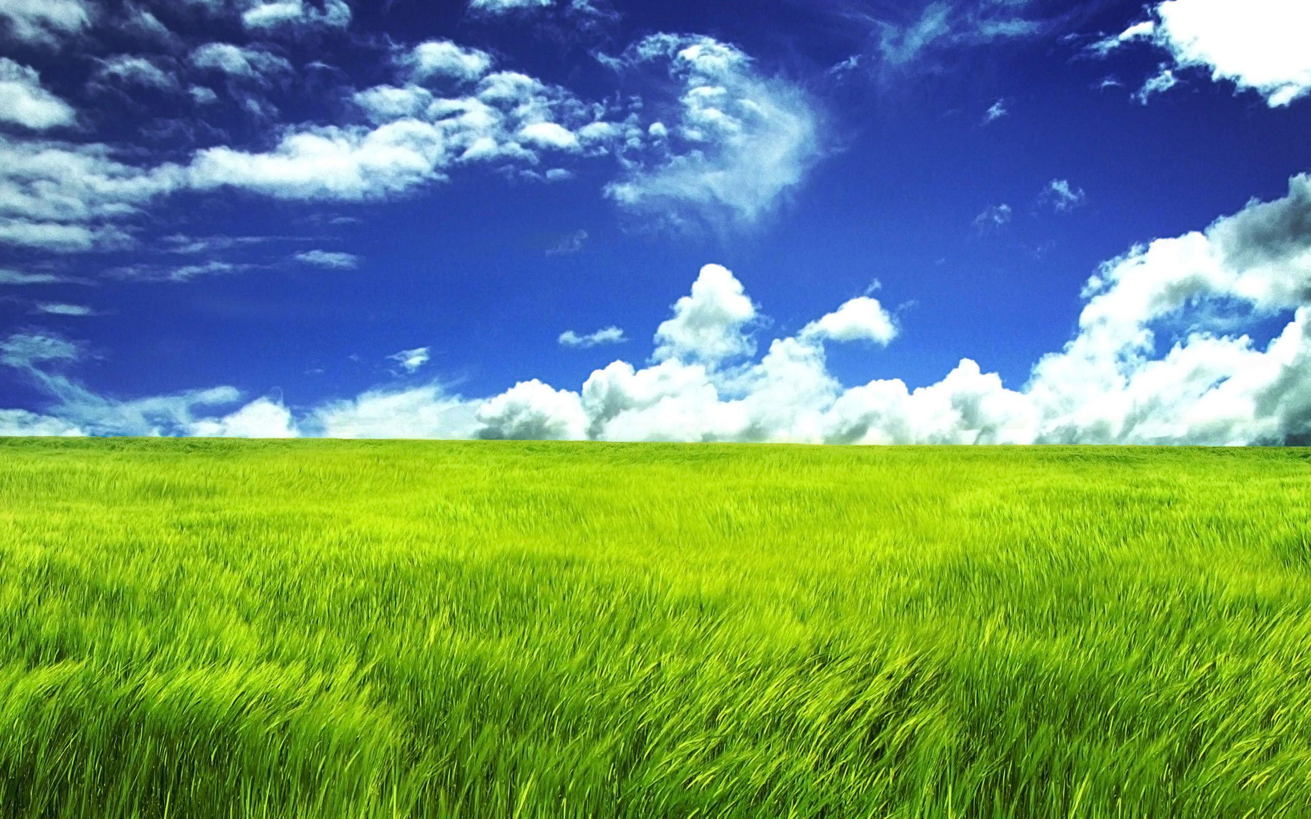 Grass Field Wallpapers - Top Free Grass Field Backgrounds - WallpaperAccess