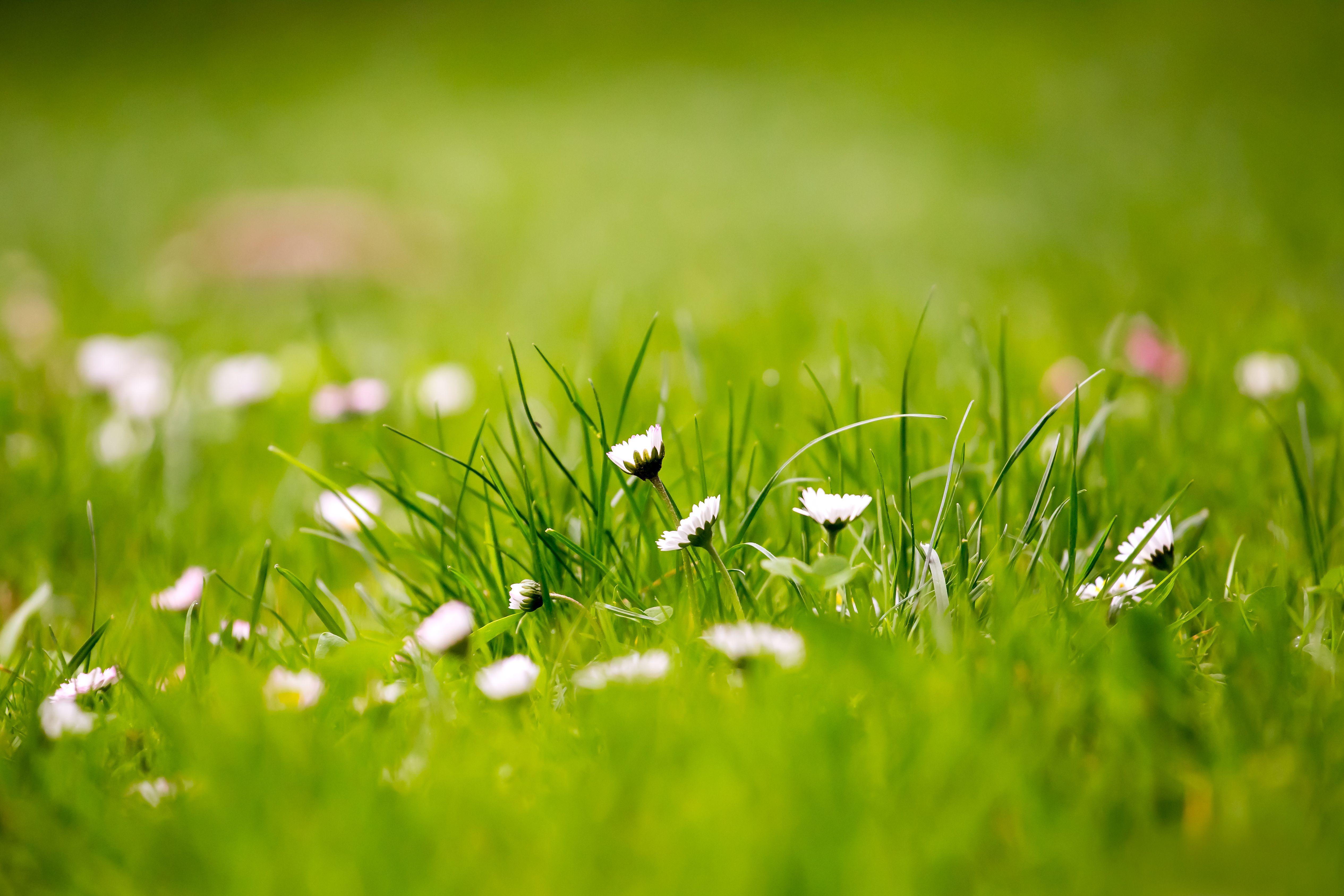 grass top view wallpaper hd