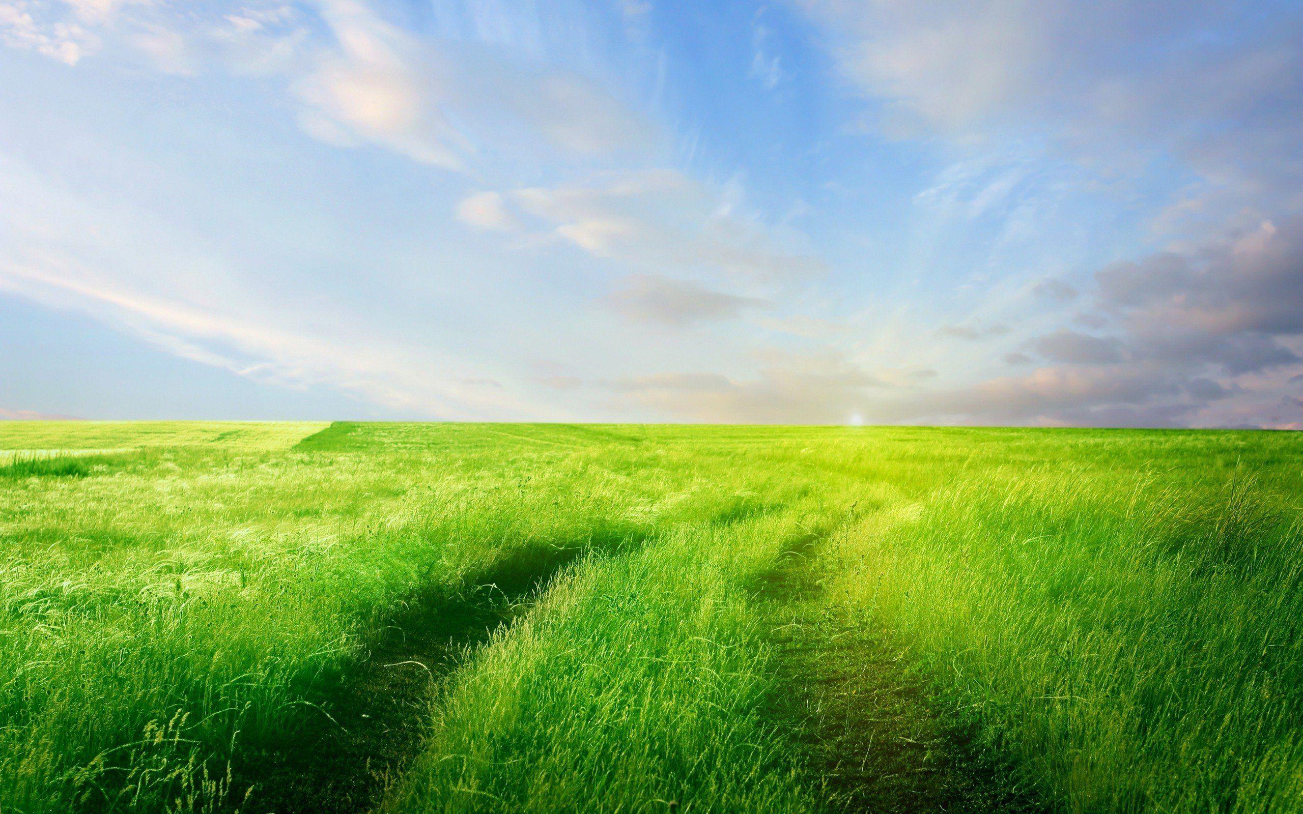 Grass Field Wallpapers - Top Free Grass Field Backgrounds - WallpaperAccess