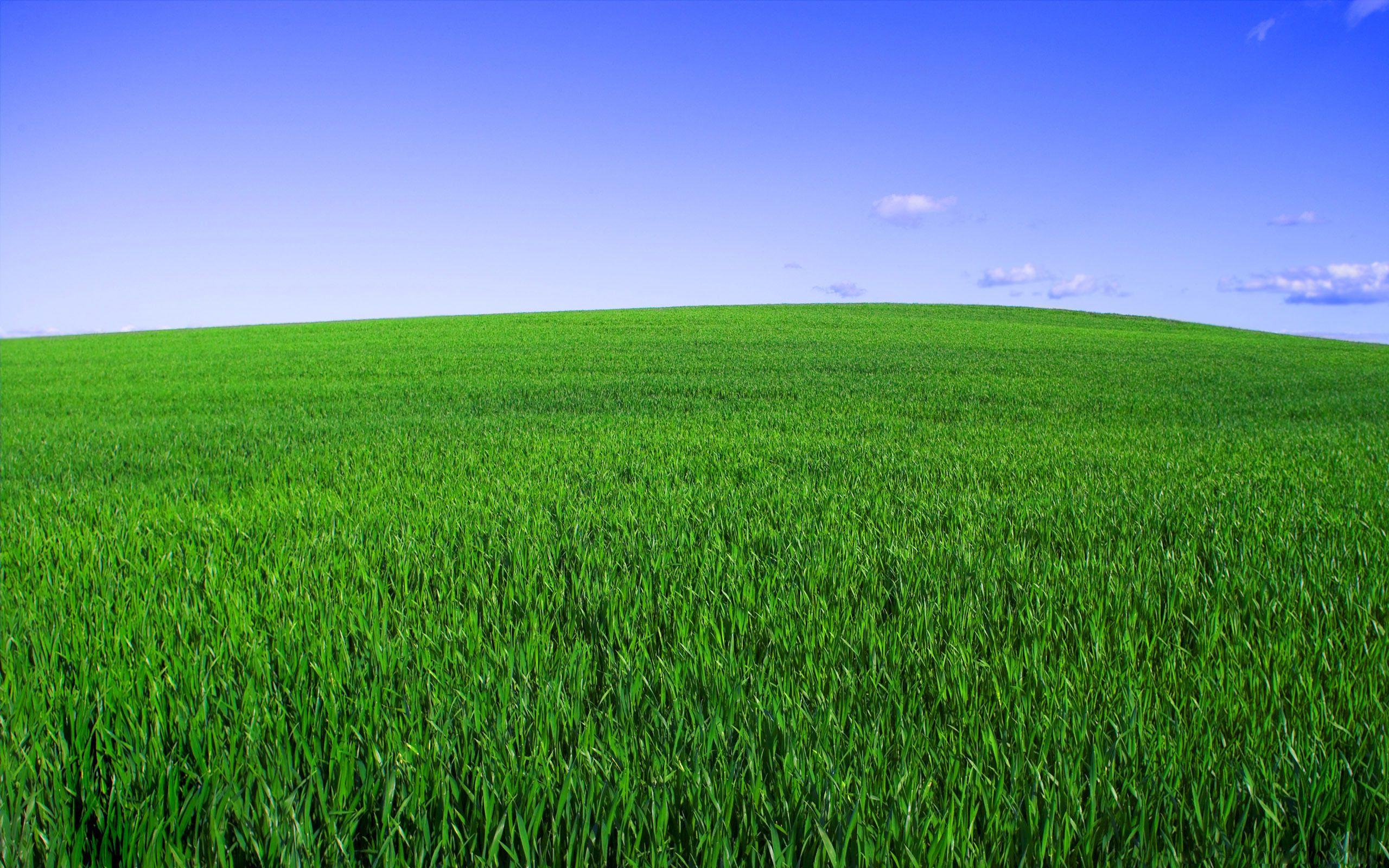 Better field. Зеленое поле. Трава поле. Зеленая трава. Трава фон