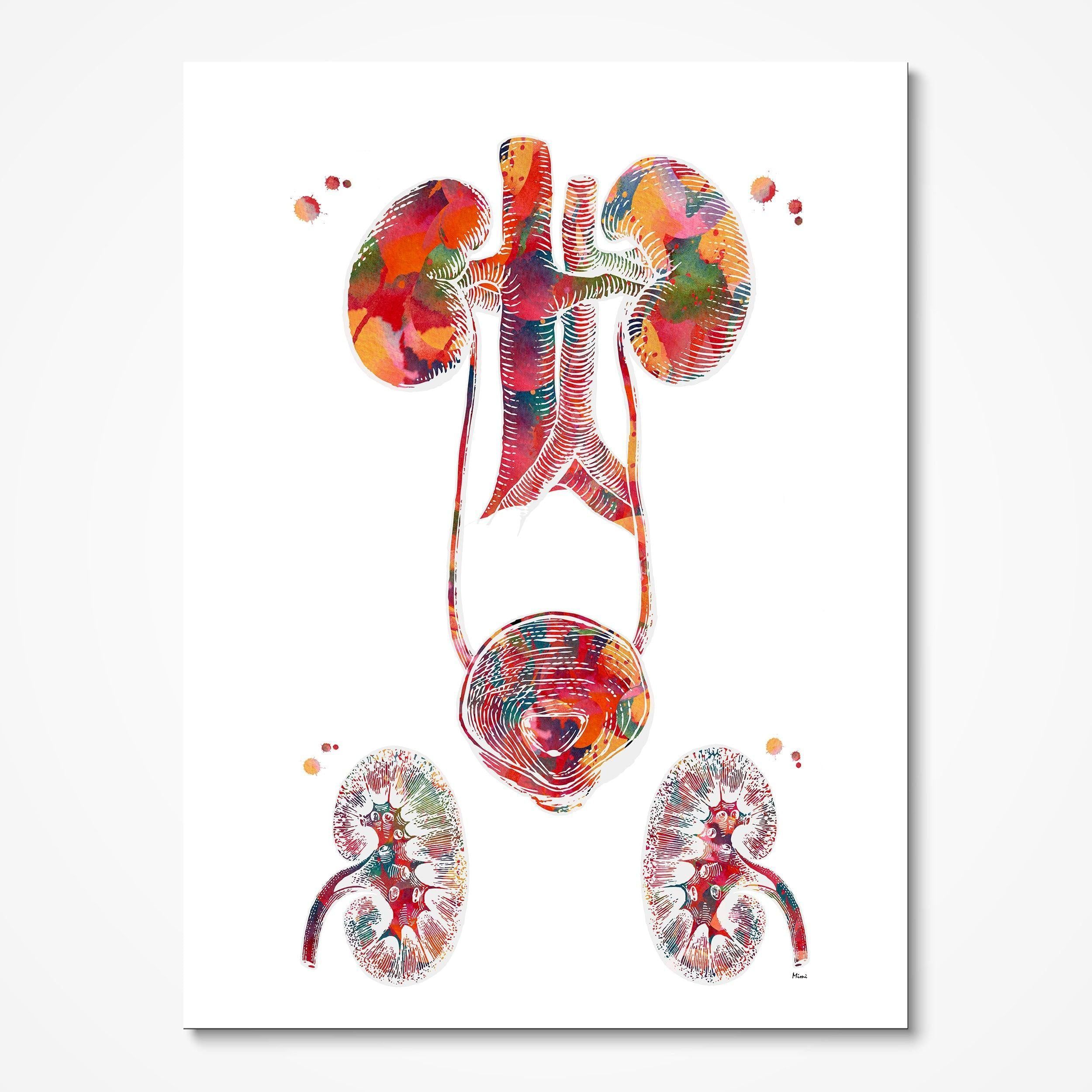 2500x2500 Anatomy Art The Urinary Tract Watercolor Print