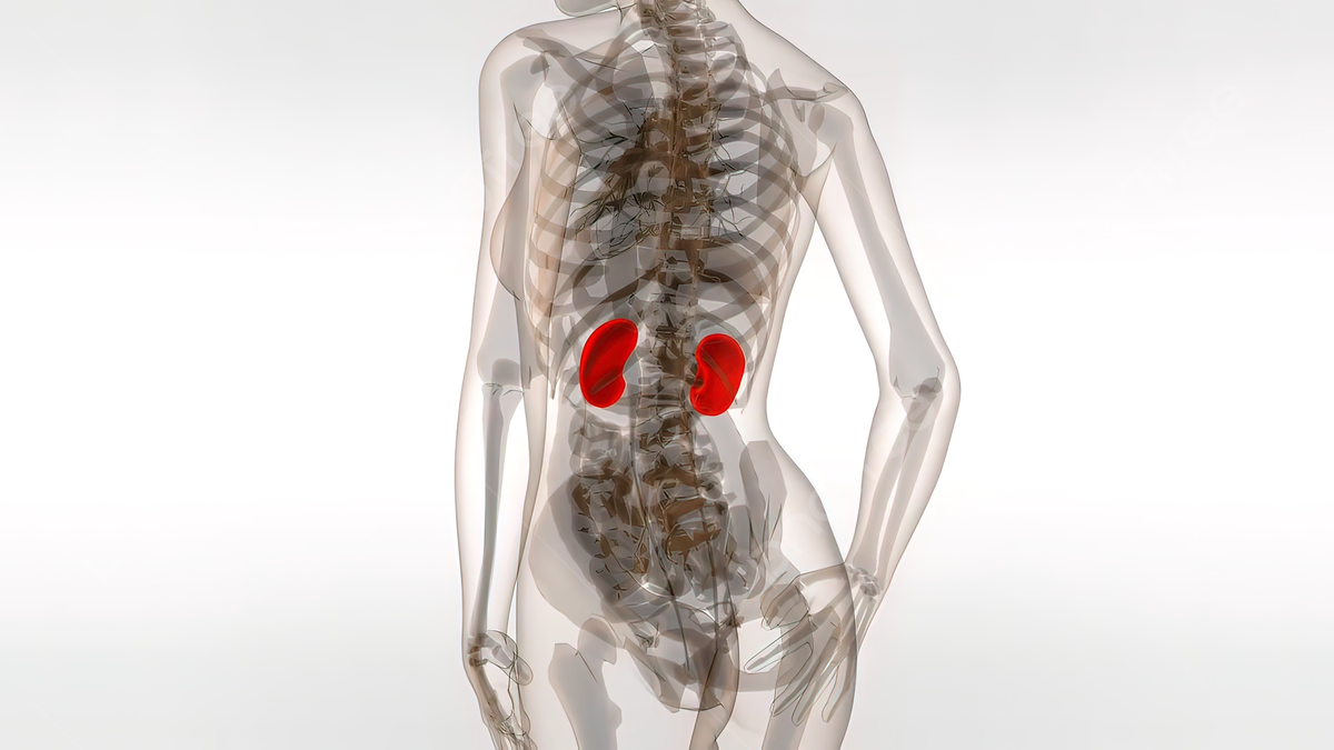 1200x675 Medically Accurate Illustration Of The Kidneys Design Urology Person Photo, Design, Urology, Person Background Image And Wallpaper for Free Download