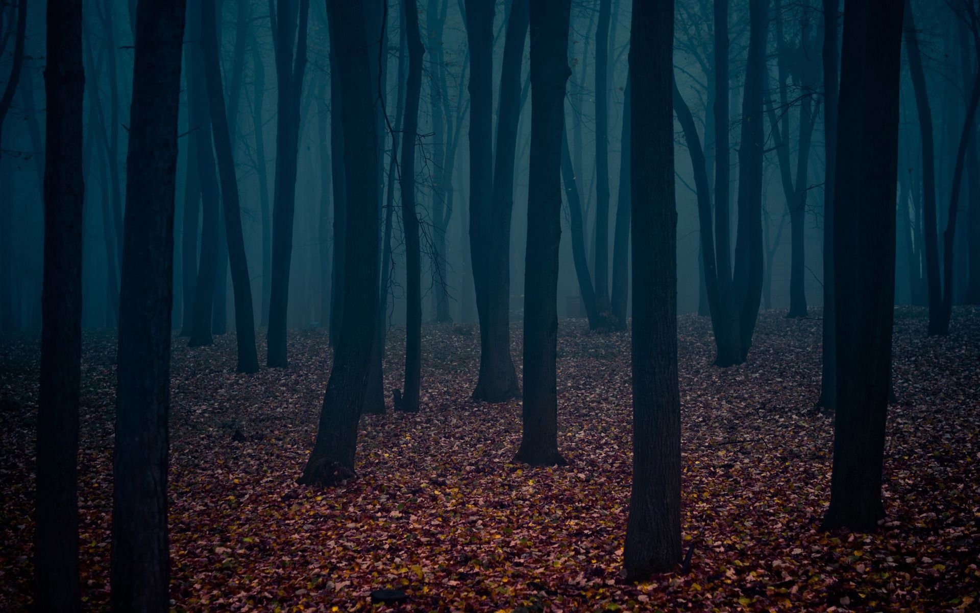 1920x1200 Dark Autumn Forest Nature Hd Wallpaper 1920×1200